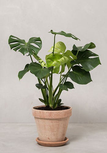 https://imgix.femina.dk/2019s-hotteste-planter-monstera.jpg