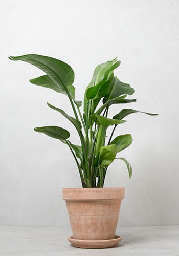 https://imgix.femina.dk/2019s-hotteste-planter-nicolai.jpg