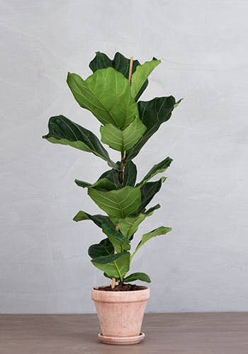 https://imgix.femina.dk/2019s-hotteste-planterficus.jpg