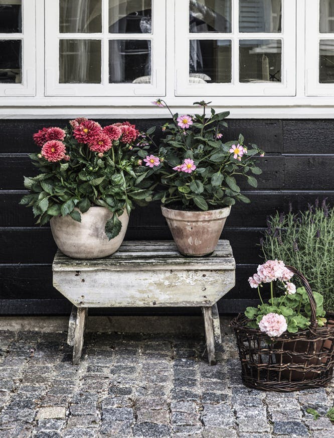 10 ideer til Sankt Hans aften: Blomster i krukker sætter stemningen