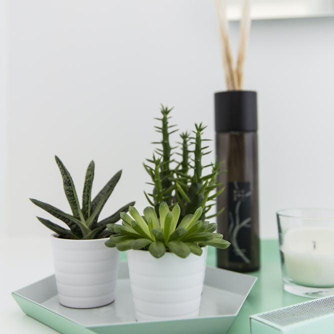 Badeværelse med fine stilleben og grønne planter.