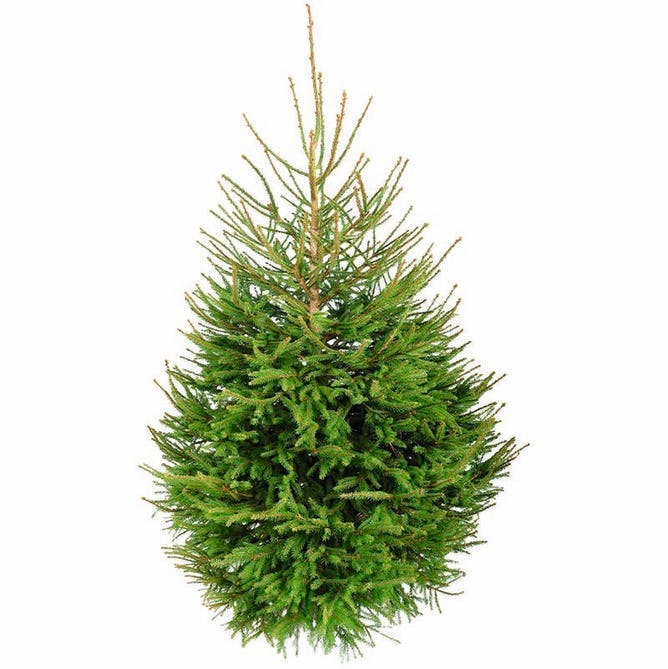 Juletræ - Rødgran er blandt danskernes favoritter.