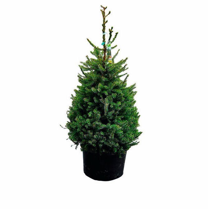 Juletræ du kan plante ud i haven.