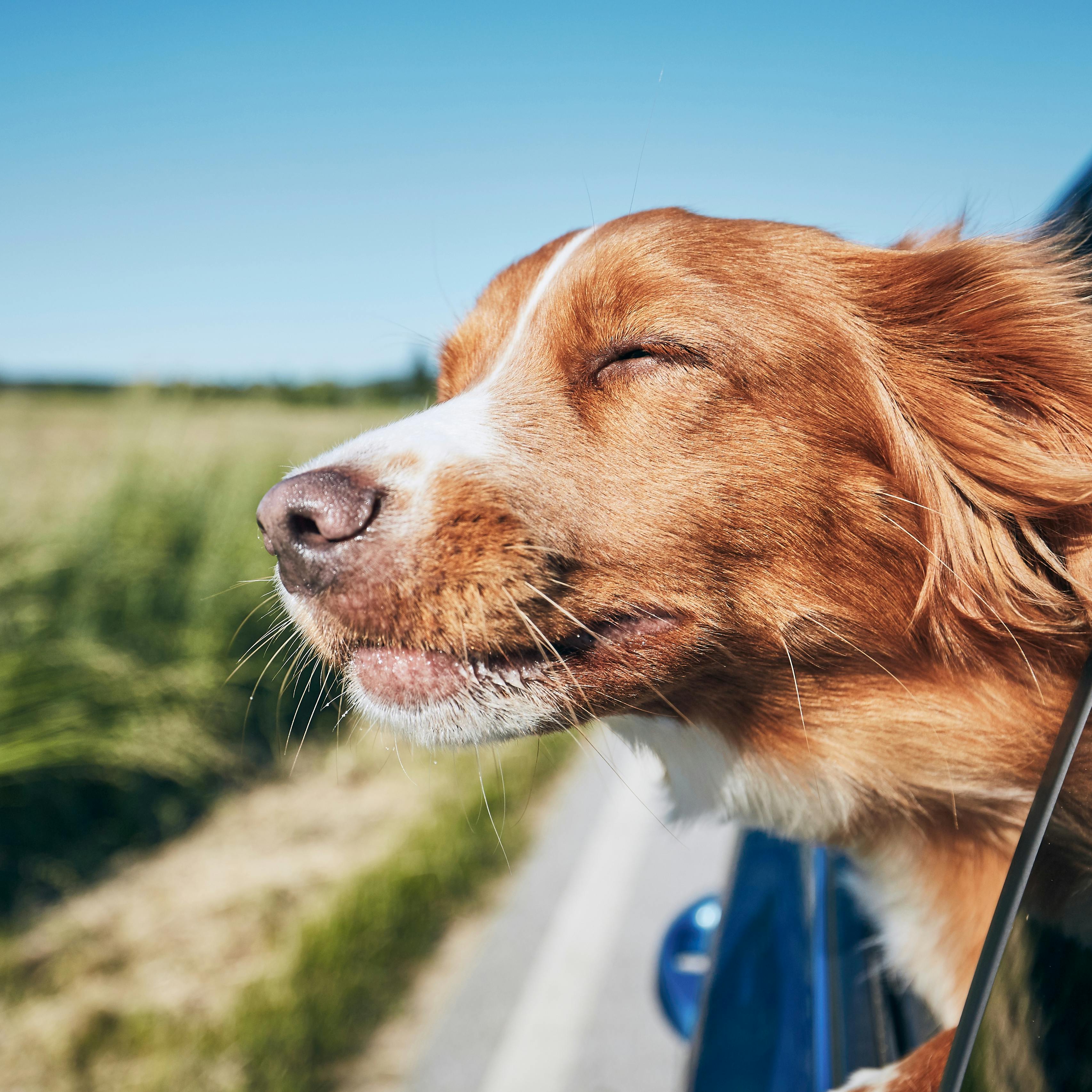 11 vaner hunden kopierer fra ejeren