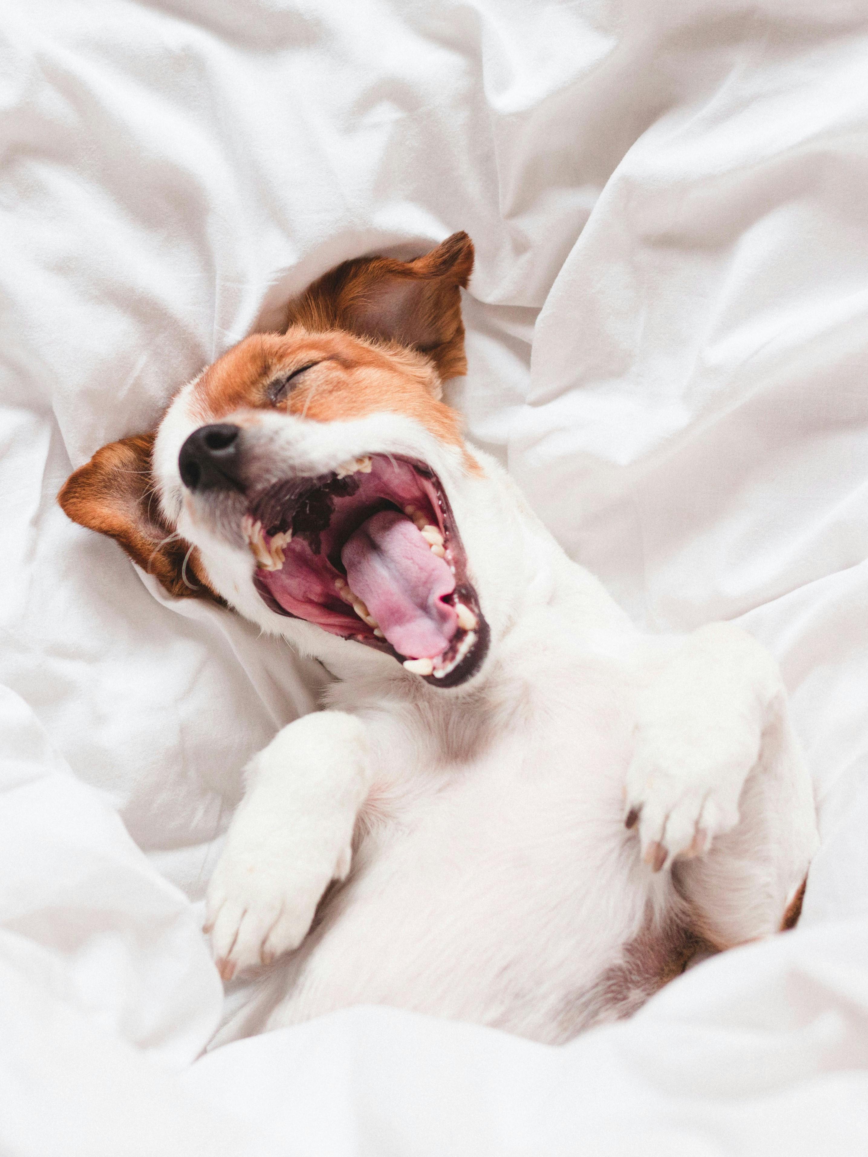 11 vaner hunden kopierer fra ejeren