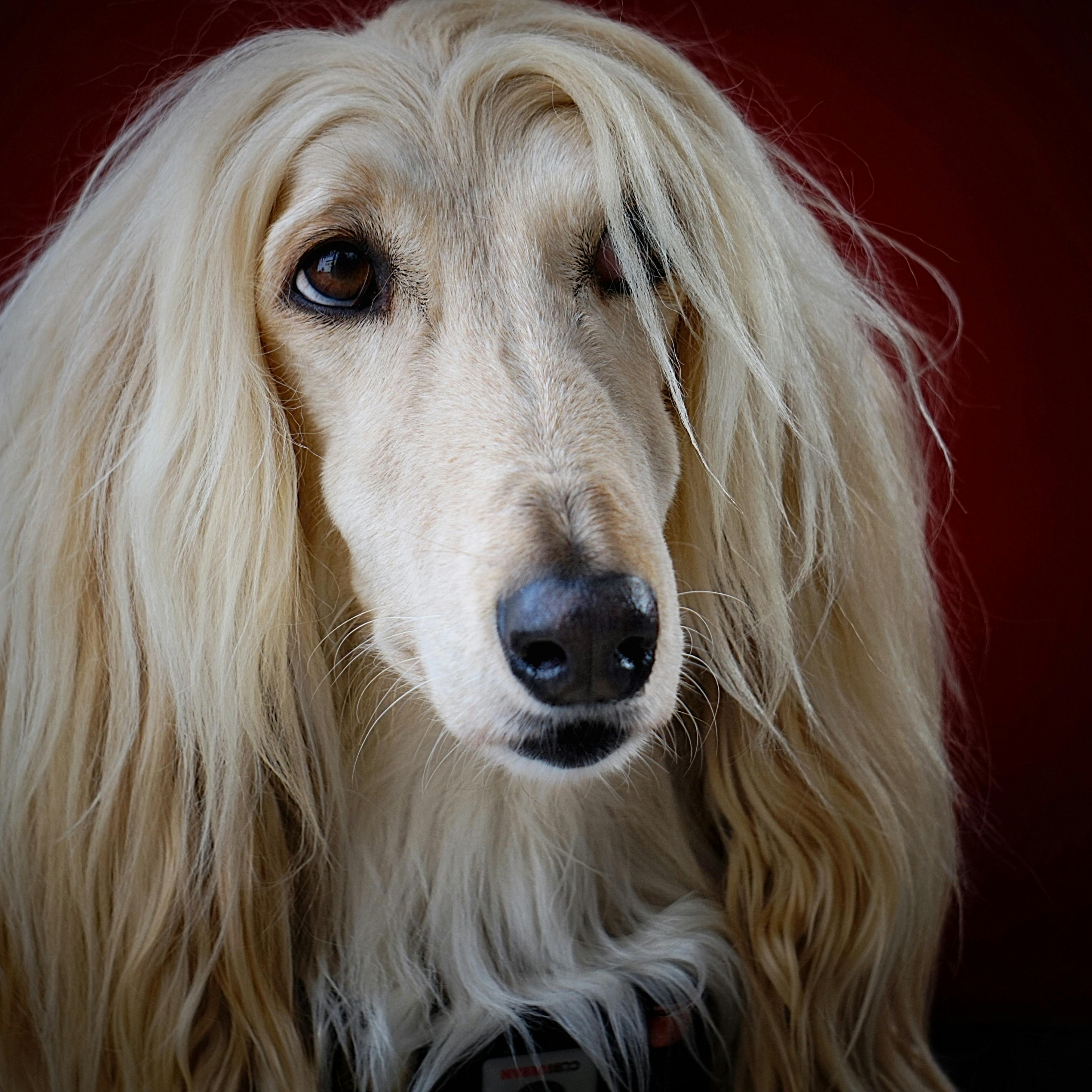 hund
