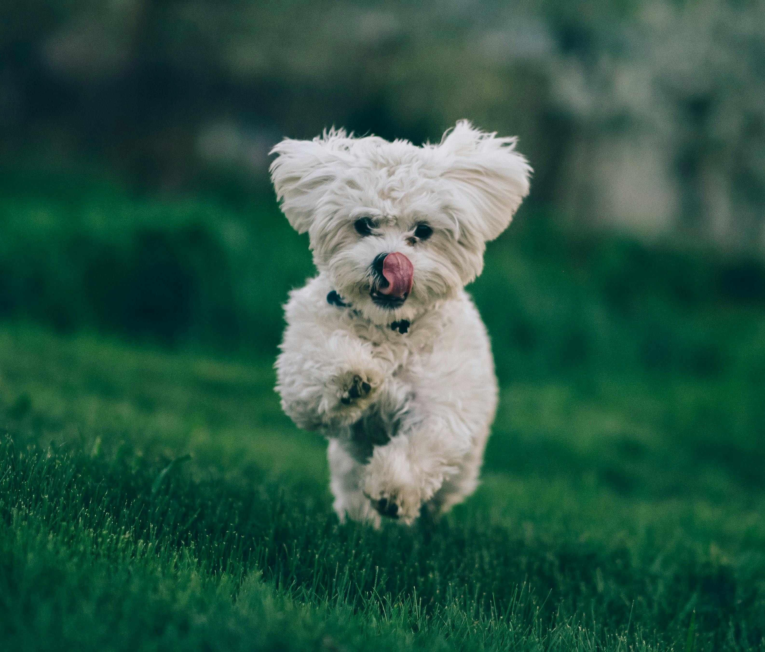 Bichon havanais er nummer 2 på listen. 