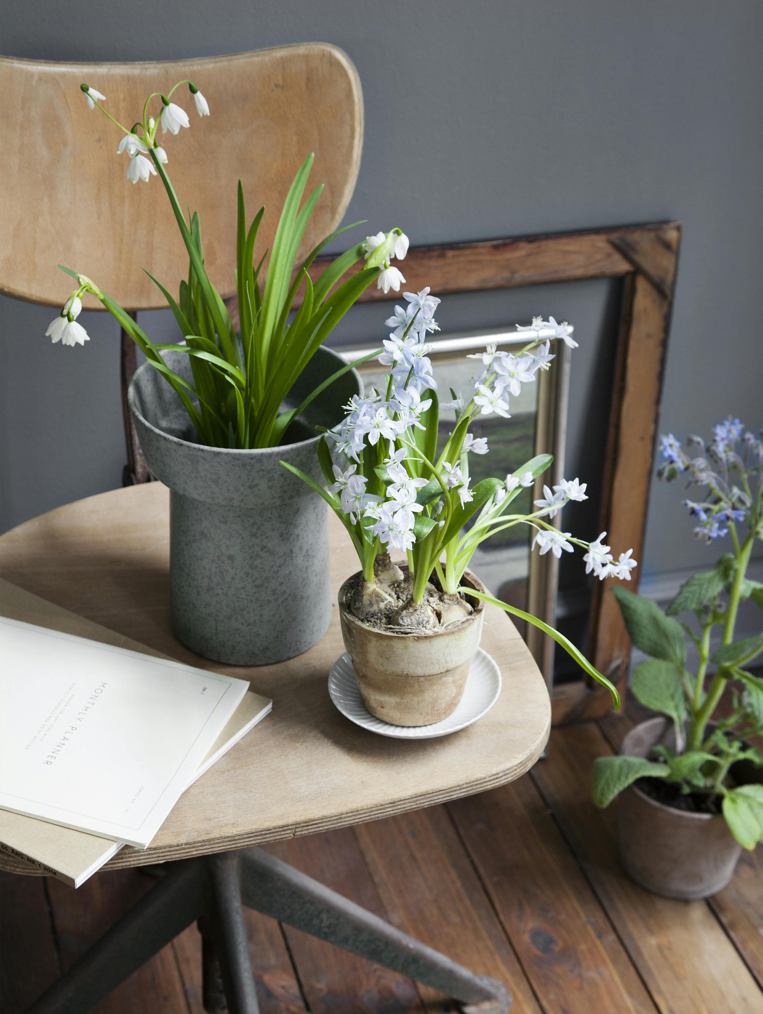 Forårsblomster og vintergækker i potter