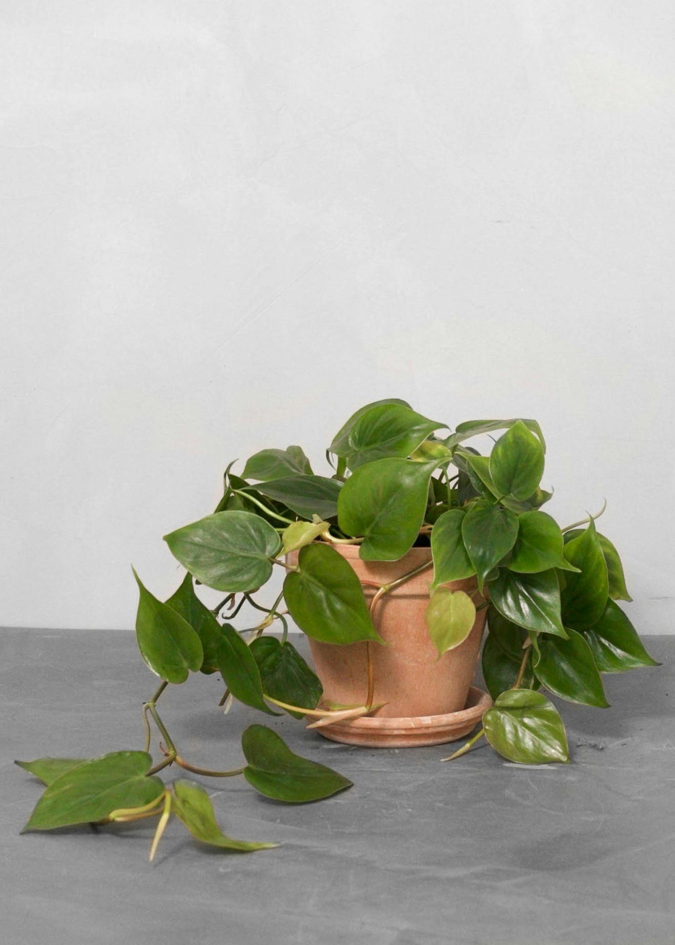 Hjerte philodendron plante