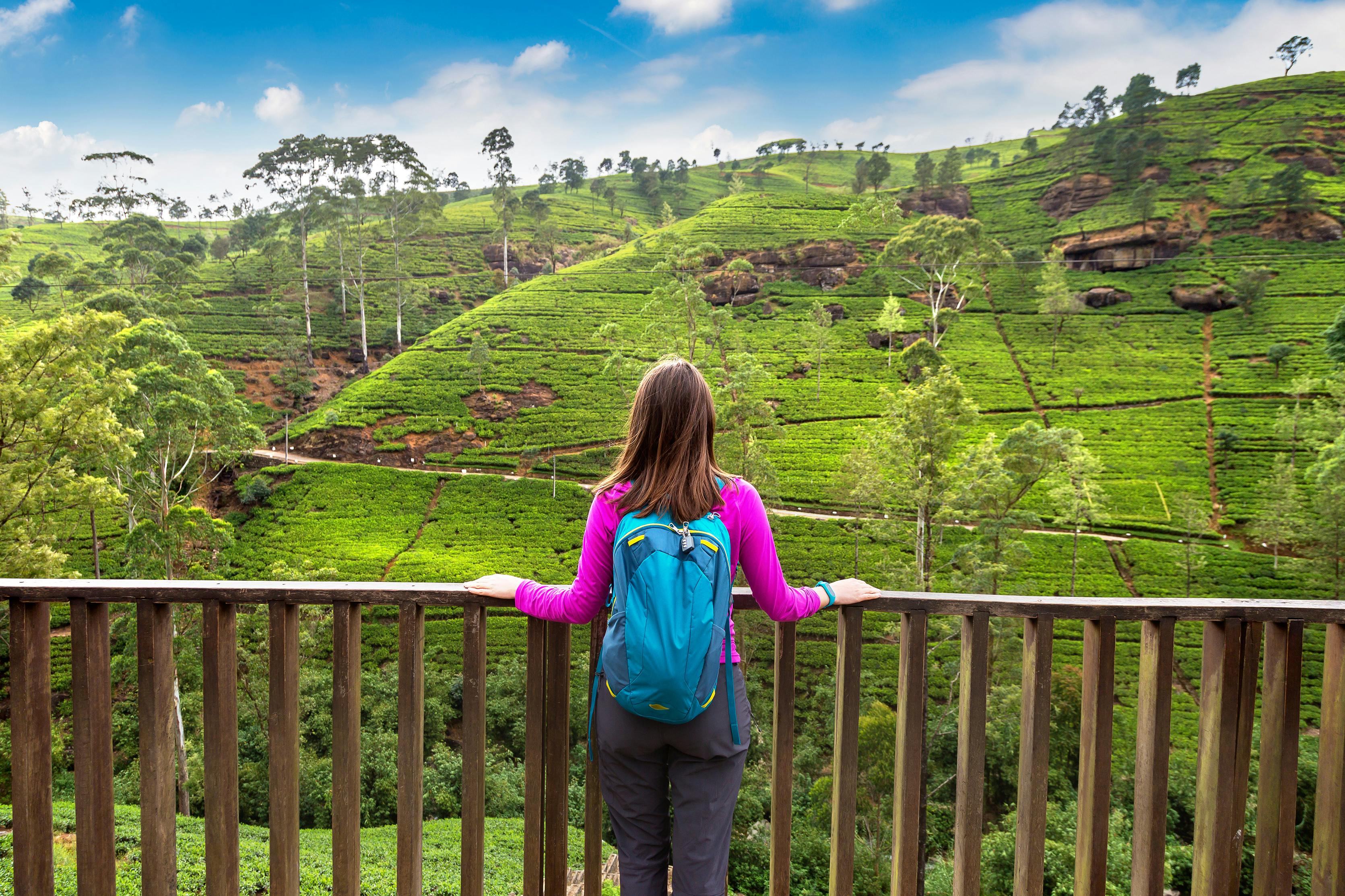 Woman traveler at the Tea plantations in Nuwara Eliya, Sri Lanka