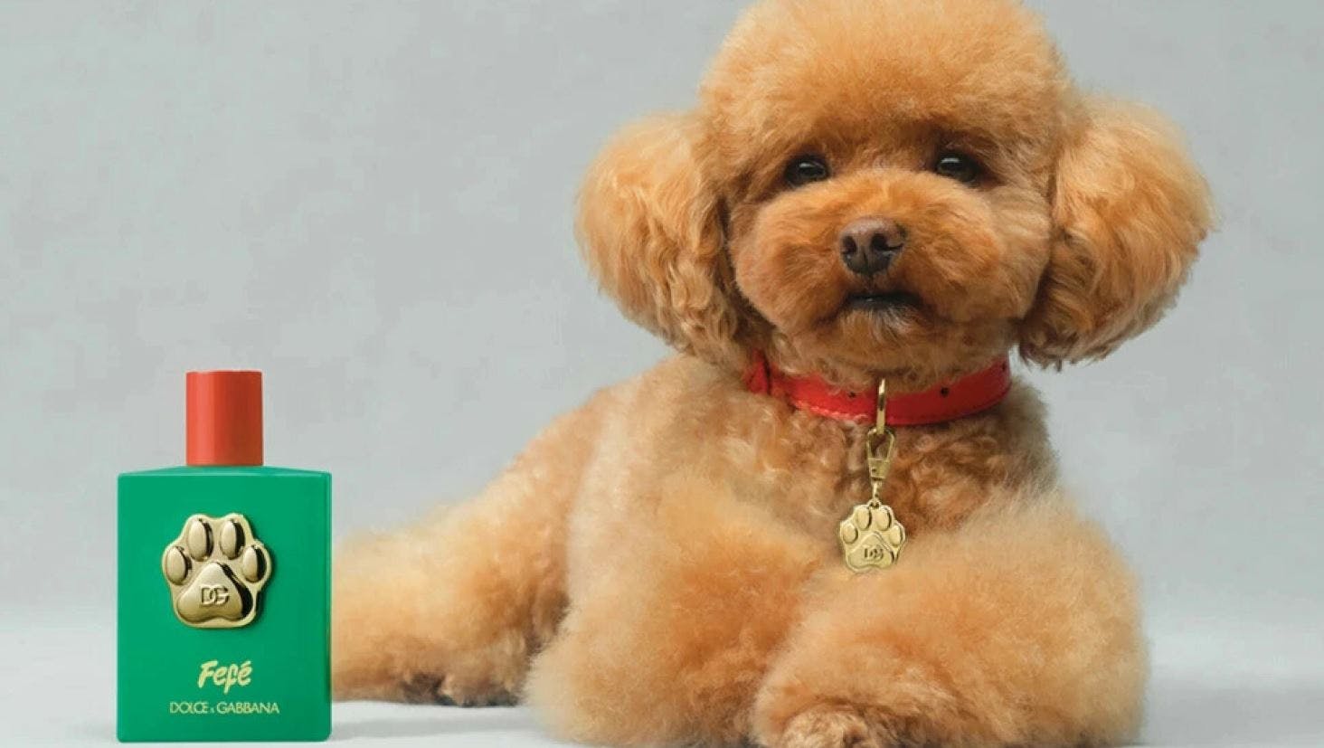 dolce & gabbana lancerer parfume til hunde