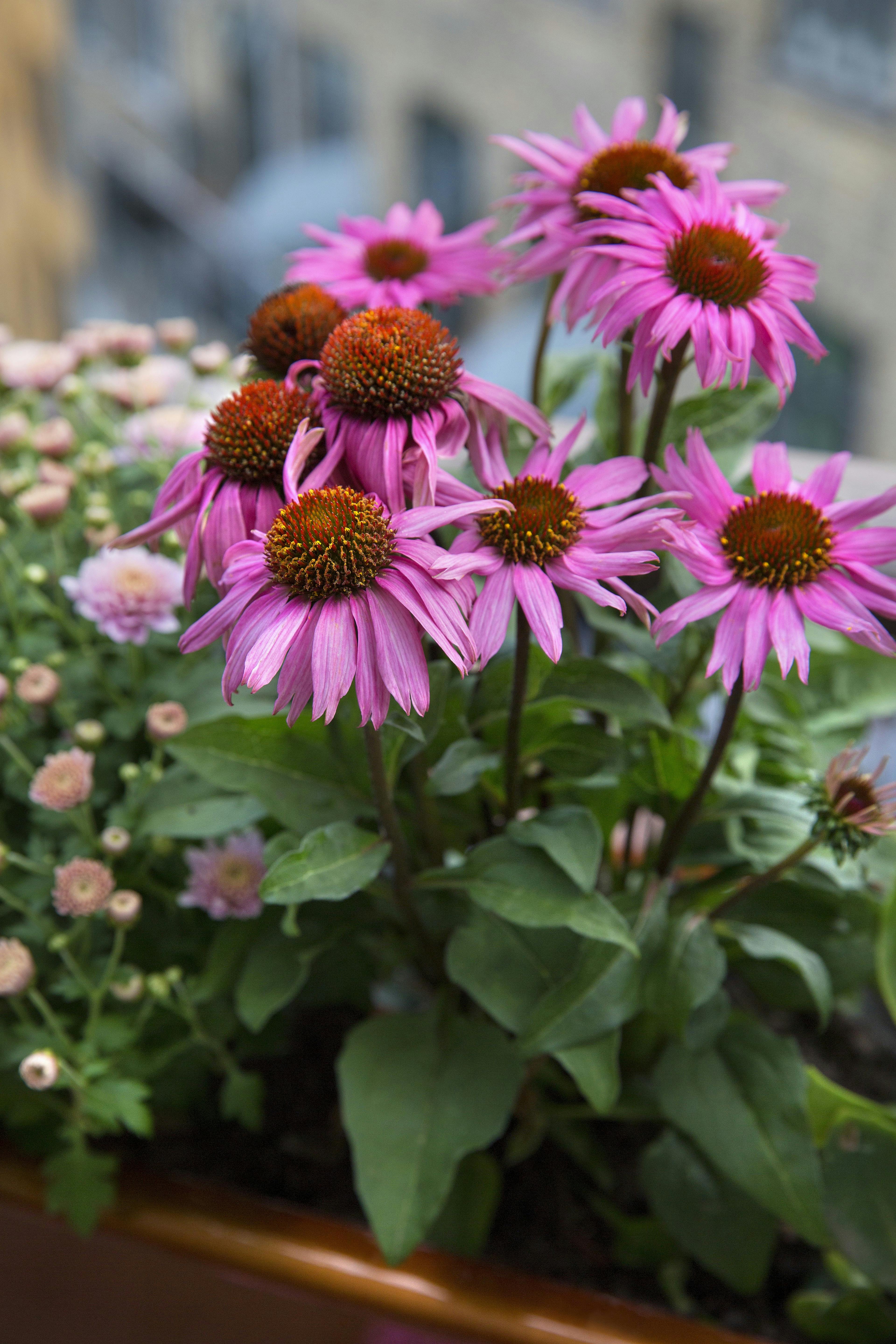 Blomster_efteraar