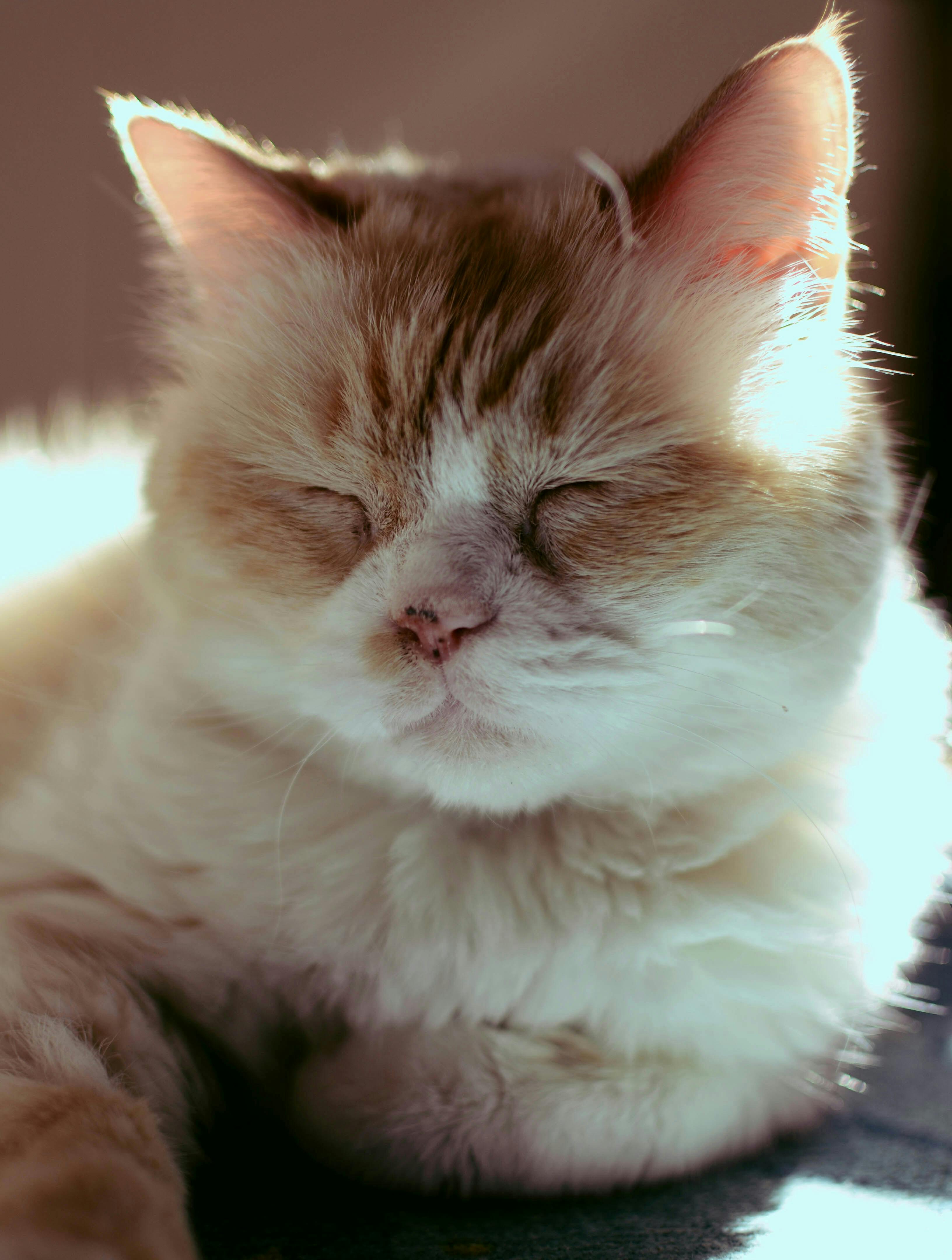 verdens ældste kat død