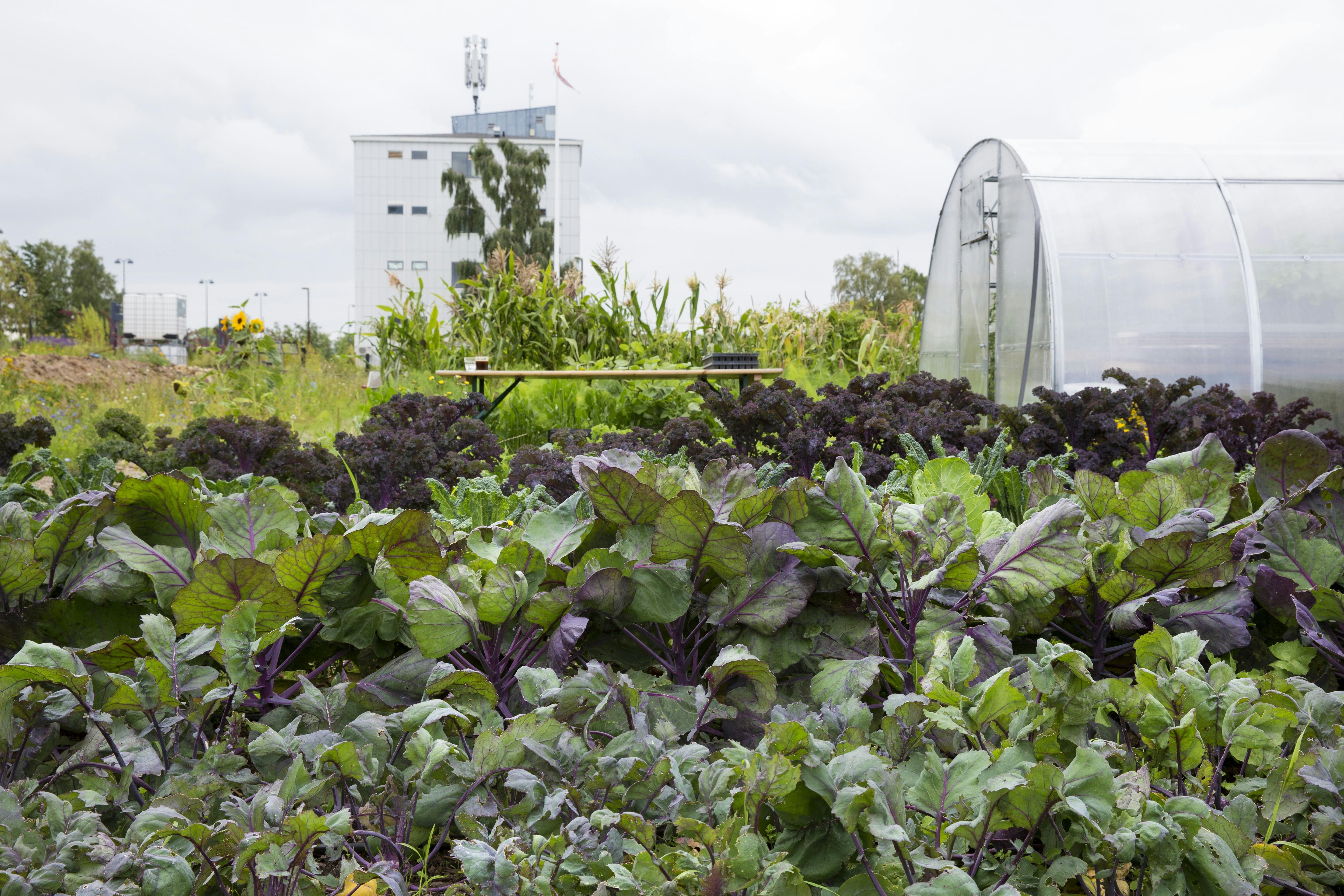 Urban_Gardening