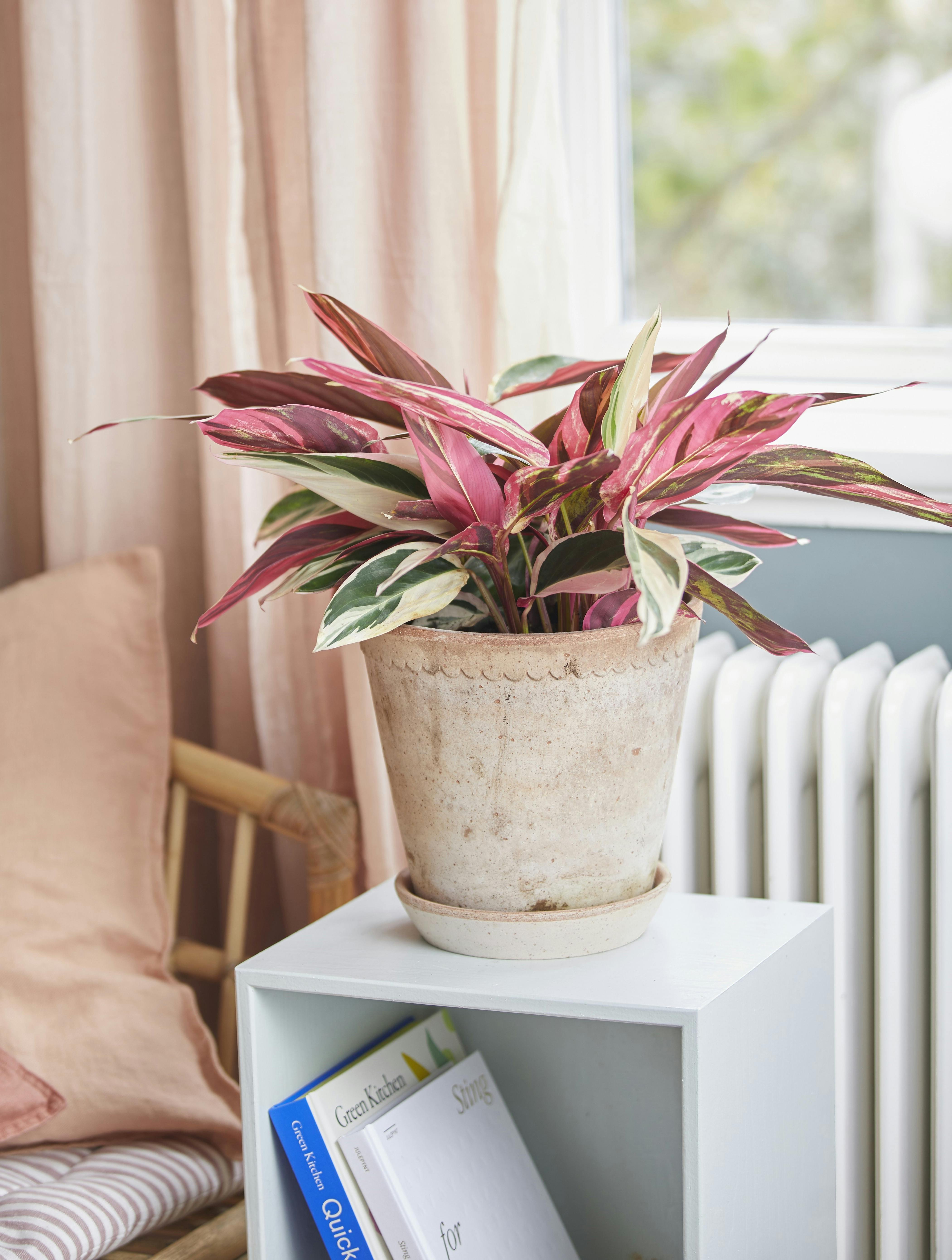 plante_