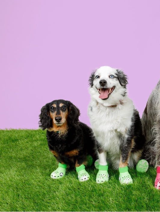Crocs til hunde