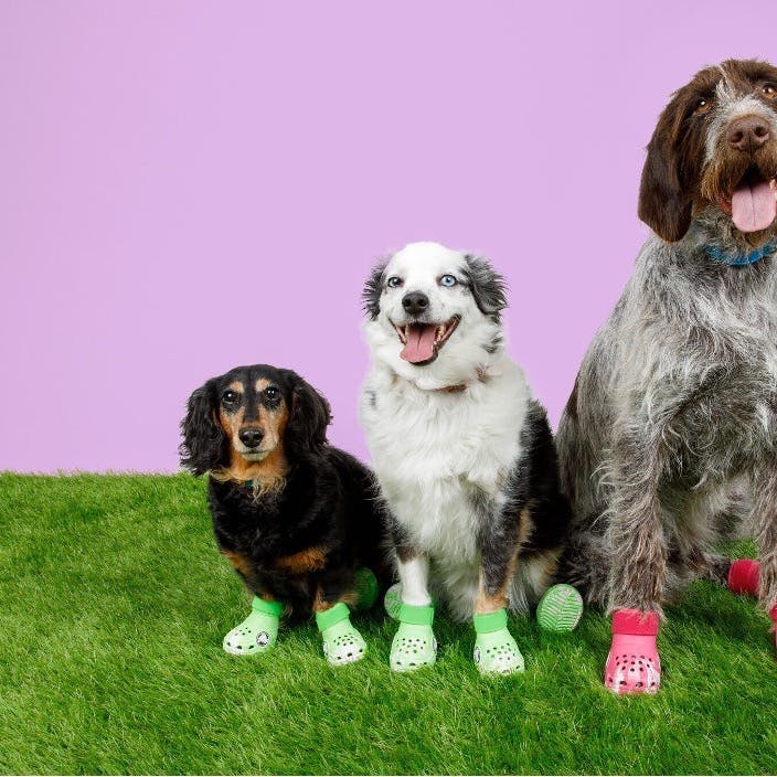 https://imgix.femina.dk/2024-10-22/hundcrocs.jpg