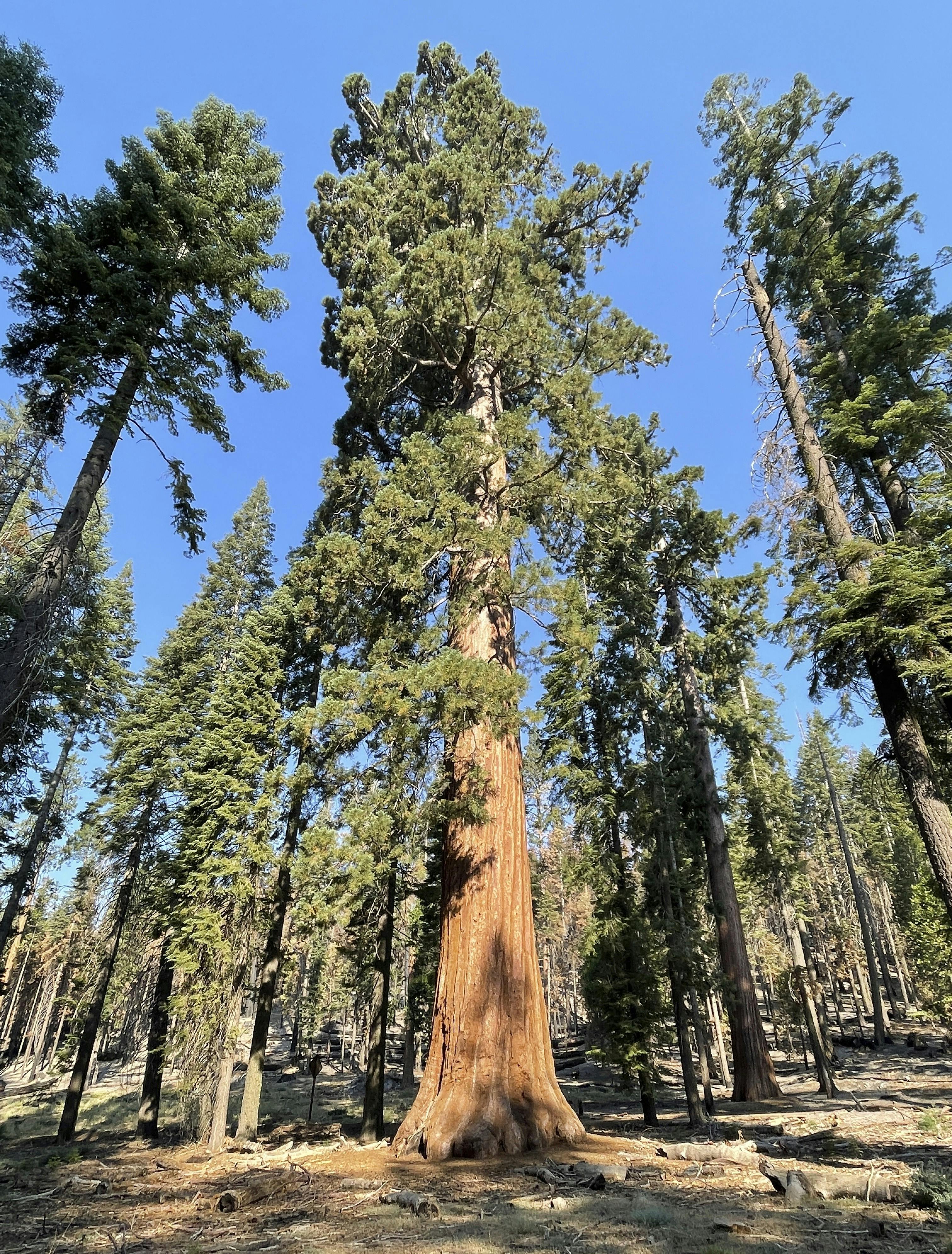 https://imgix.femina.dk/2024-10-31/acp-Yosemite-Giant-sequoia-i-Mariposa-Grove.jpg