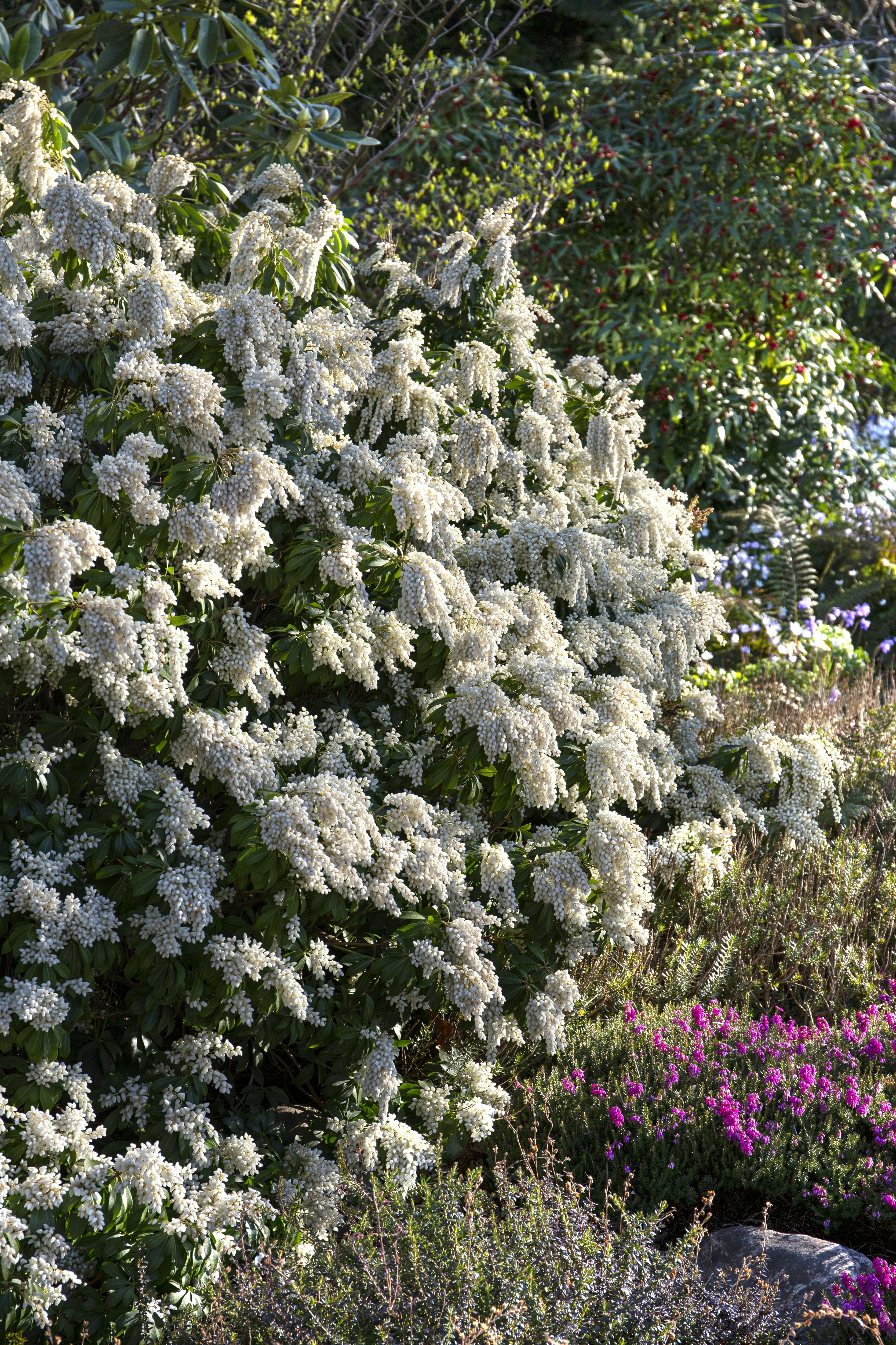 Hvide blomster