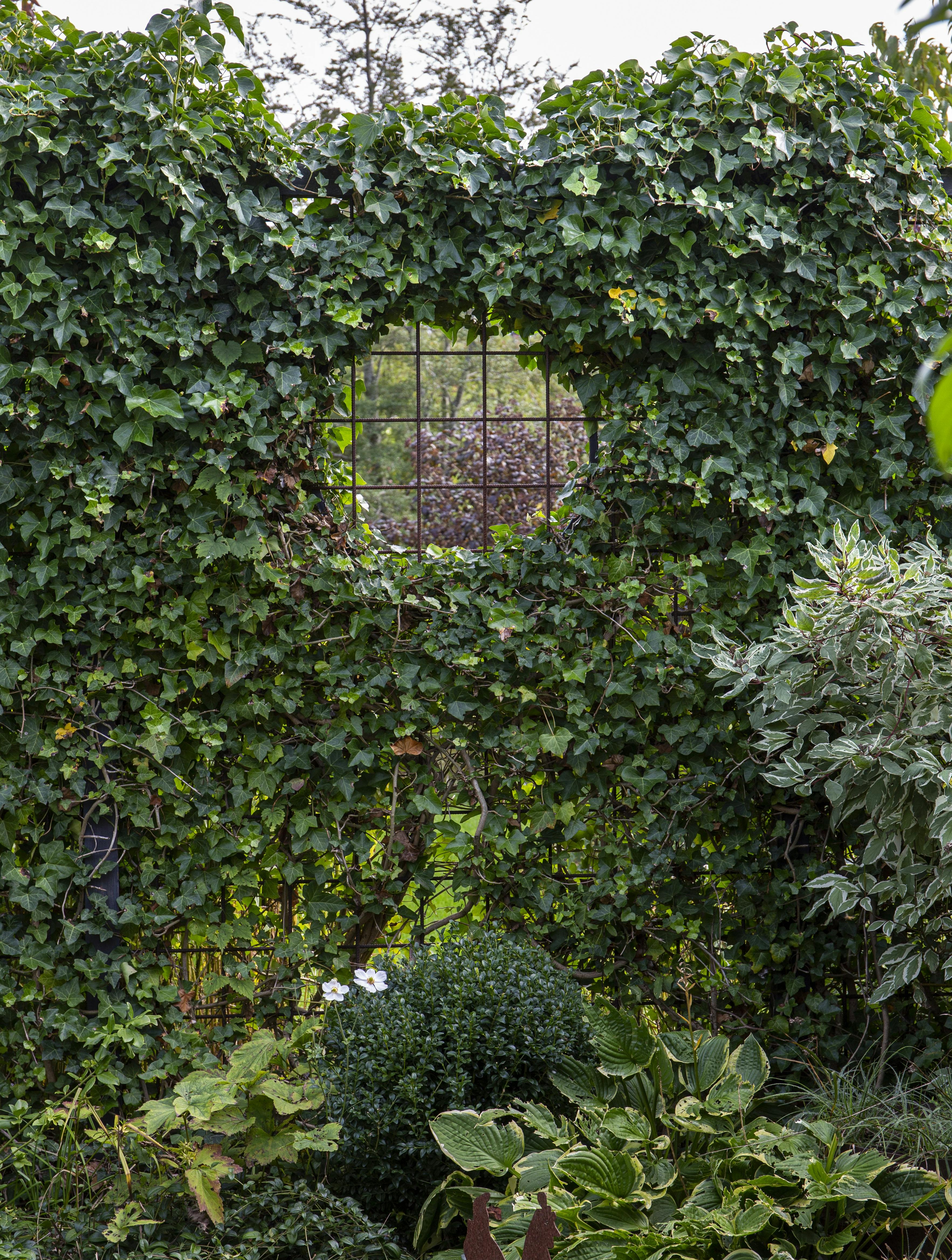 Hurtig voksende planter