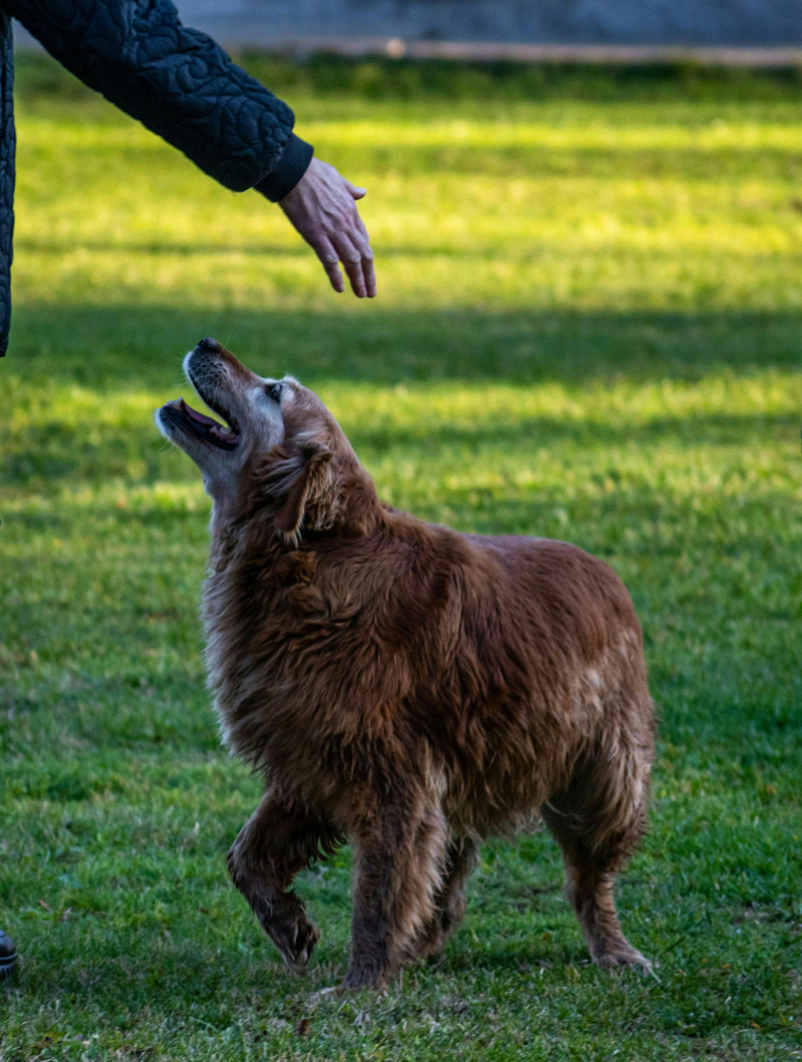 hund