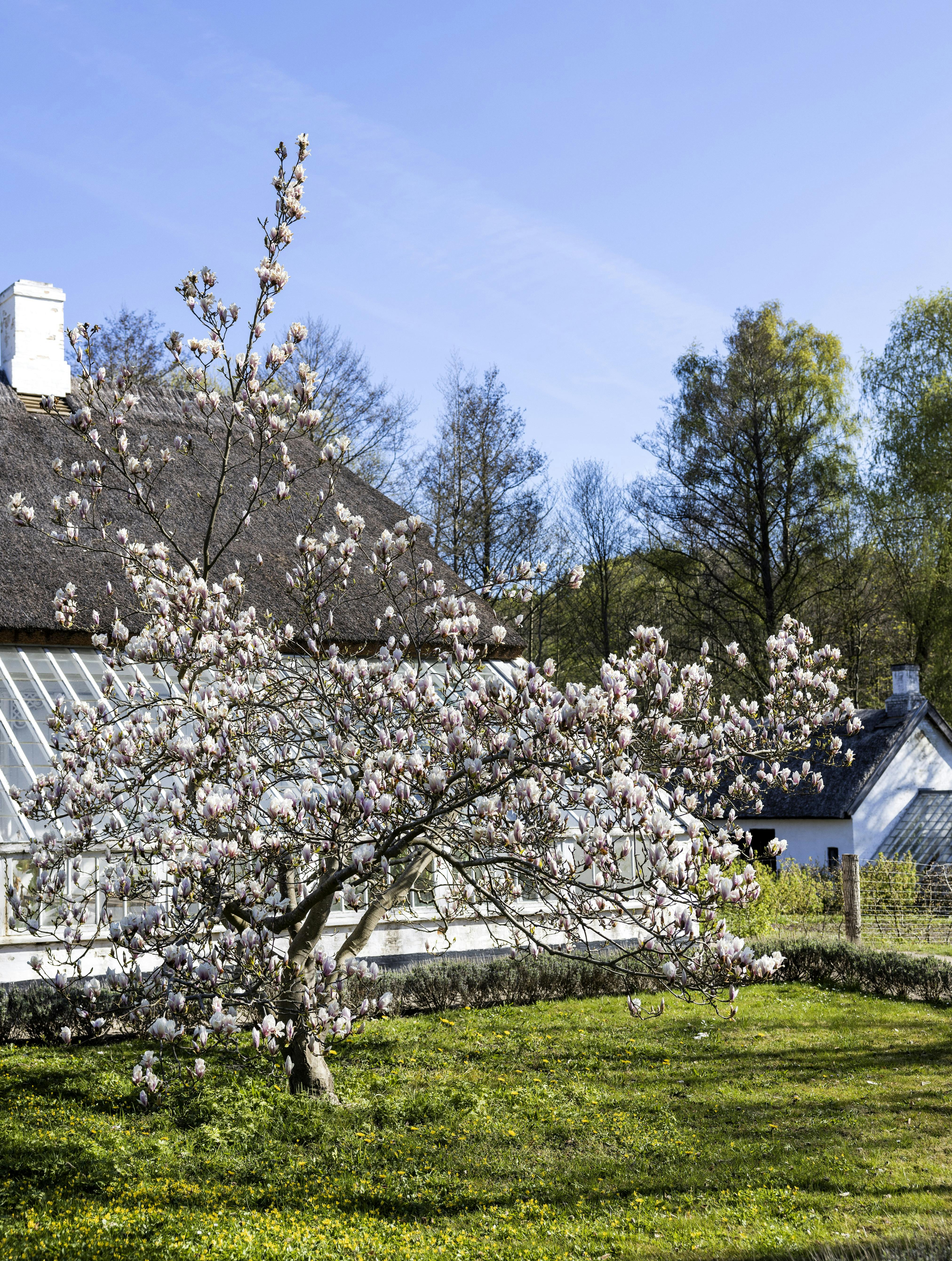 Magnoliatræer