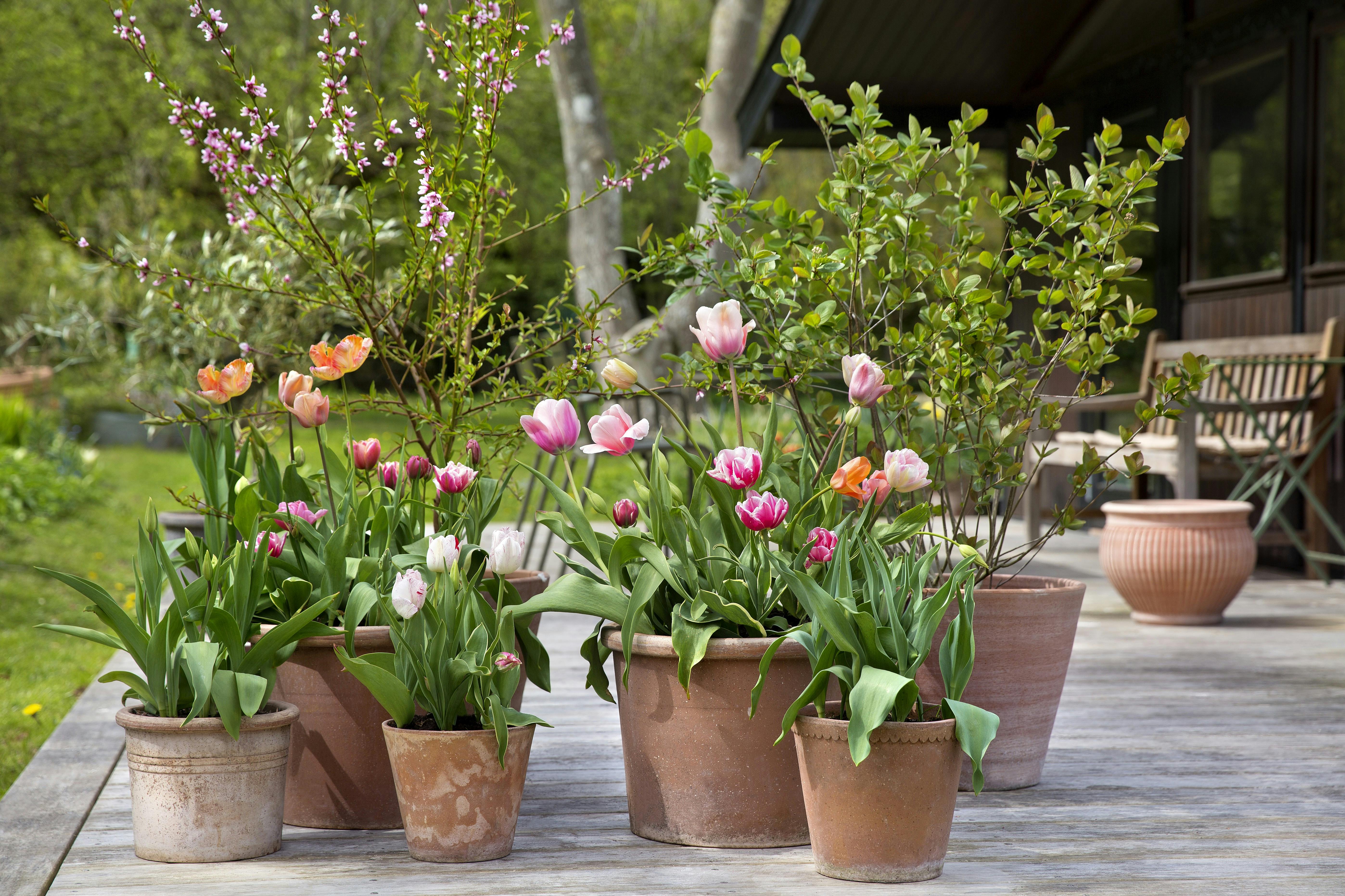 Blomstrende have