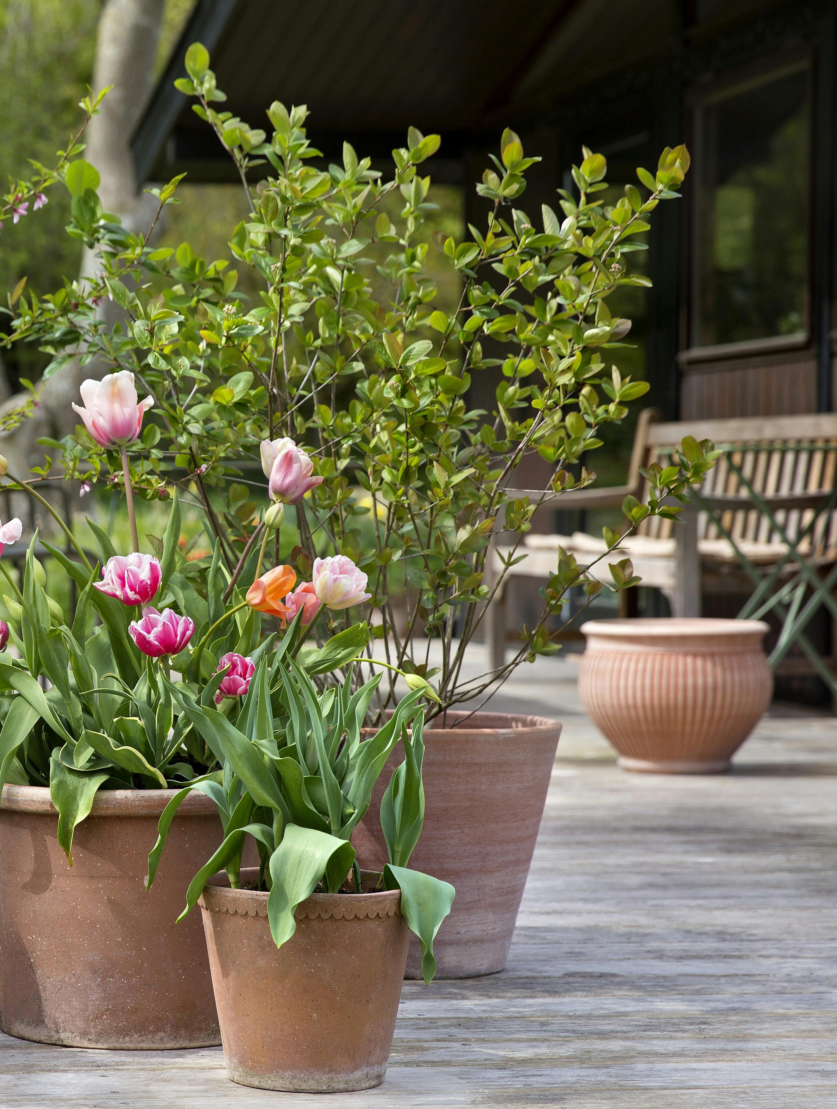 Blomstrende have