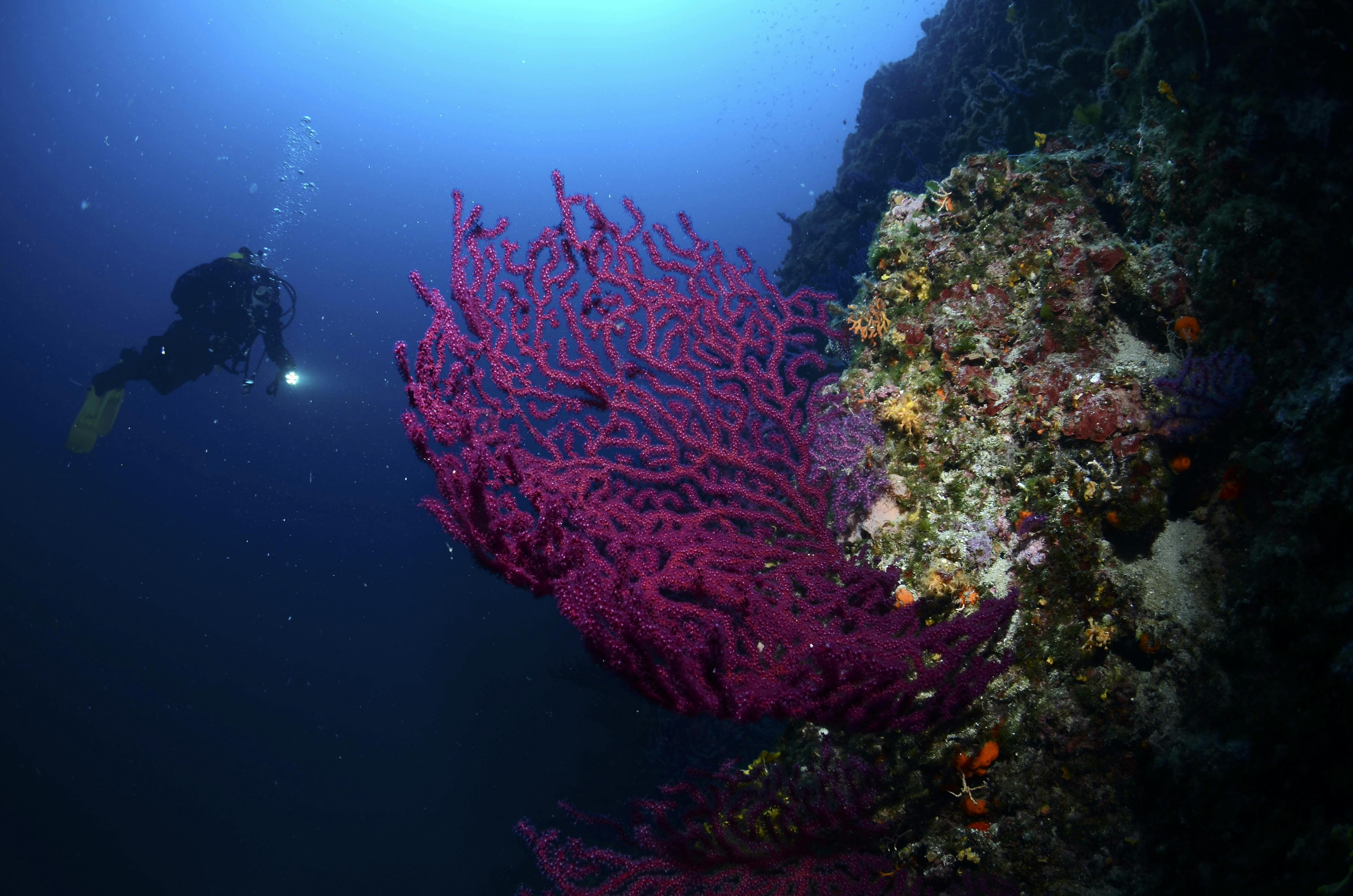 De røder koraller tiltrækker dykkere og også lokale, der omdanner dem til smykker.