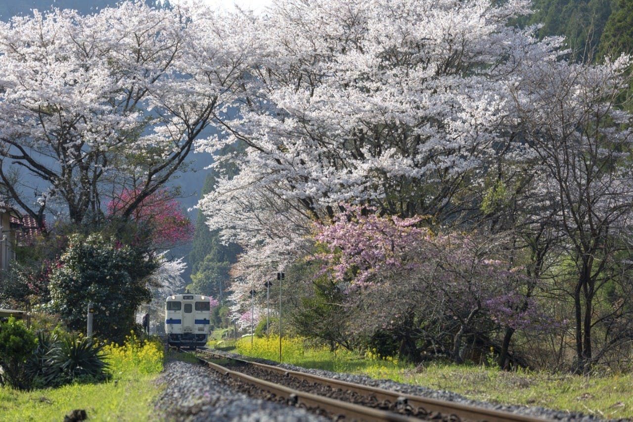 https://imgix.femina.dk/2025-05-15/ACP-Kyushu-tog-og-kirsebaertraeer.jpg