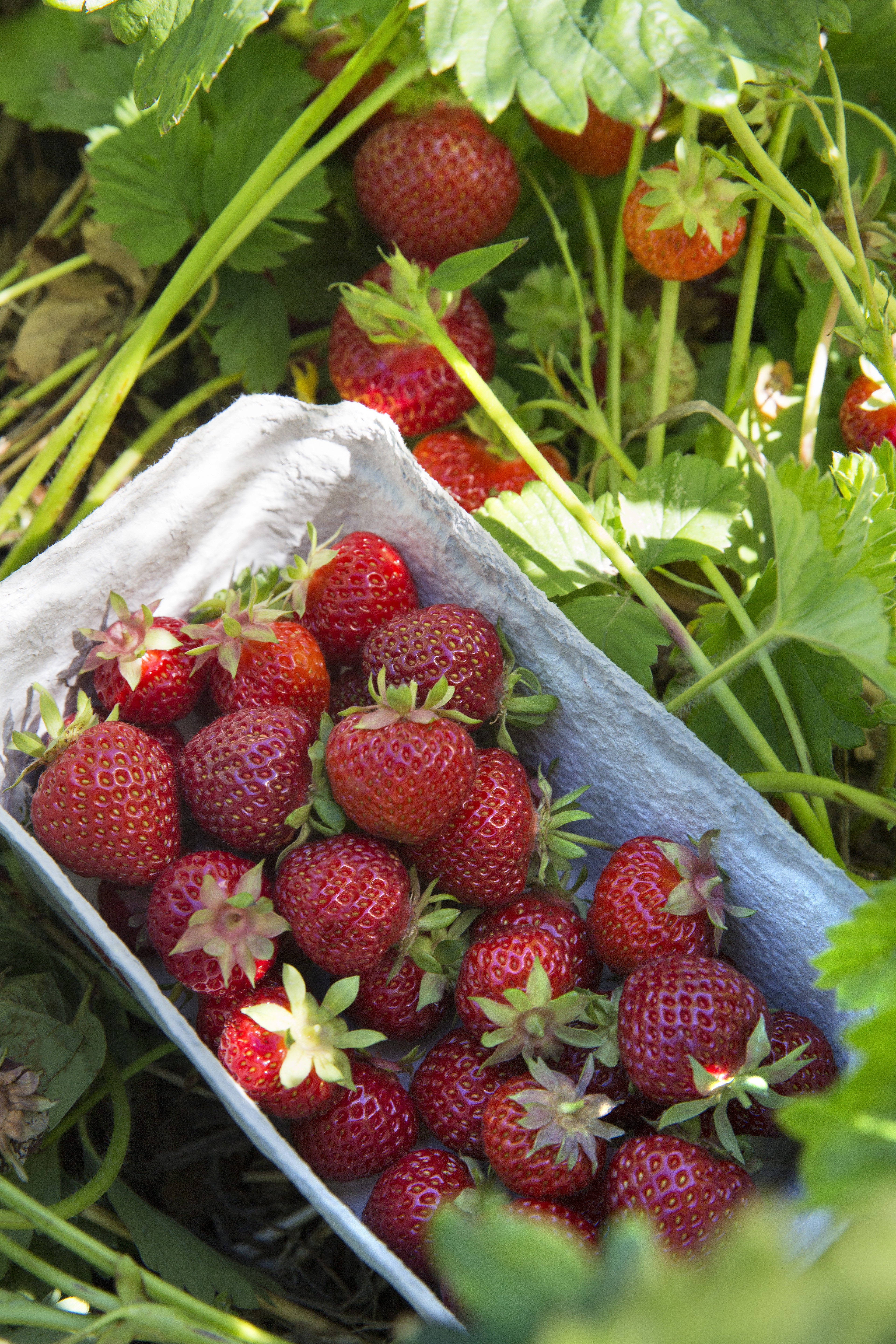Dansk dyrkede jordbær