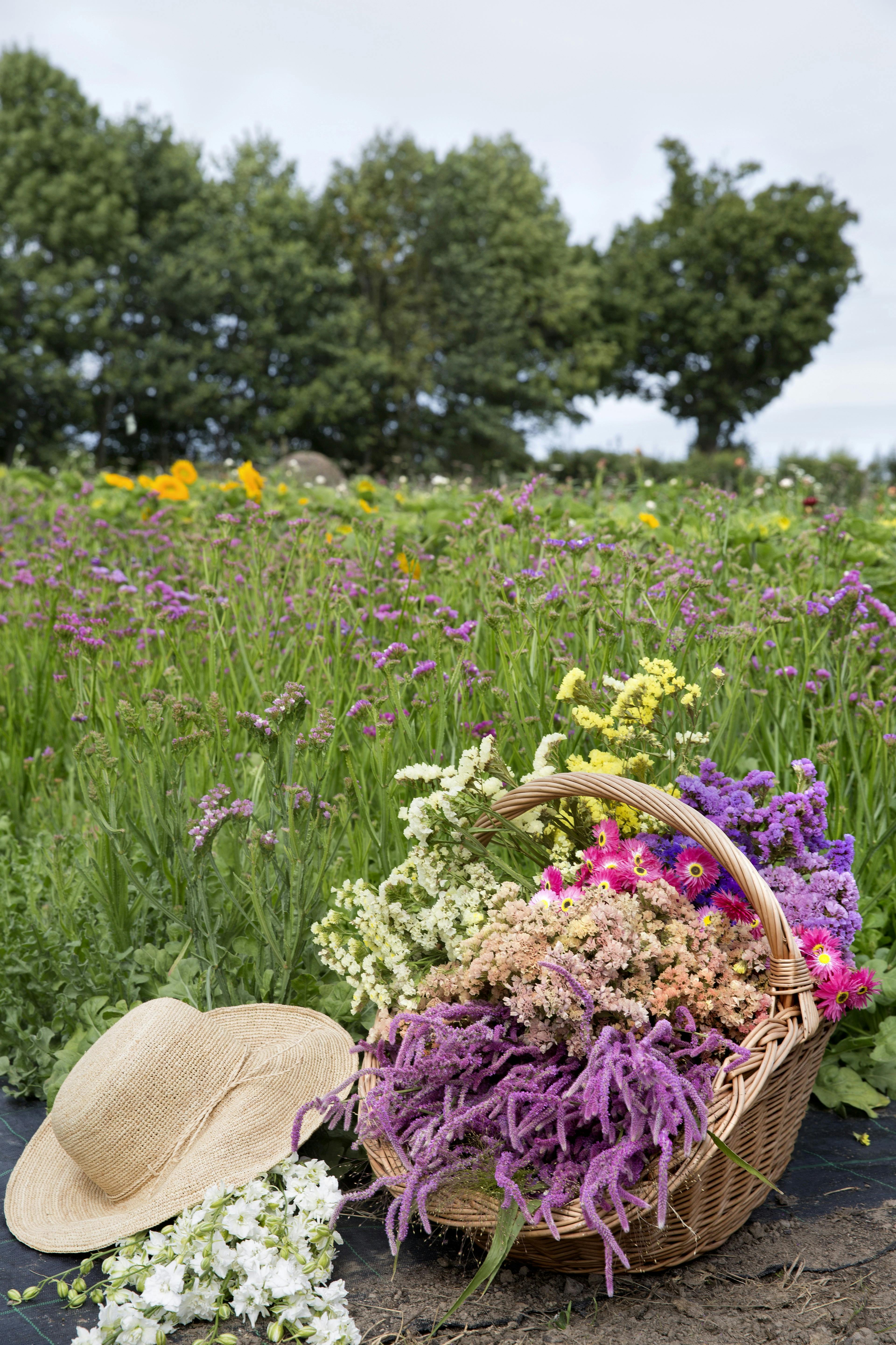 Susanne og Henrik har anlagt flere marker med blomster, der er velegnede til tørring.
