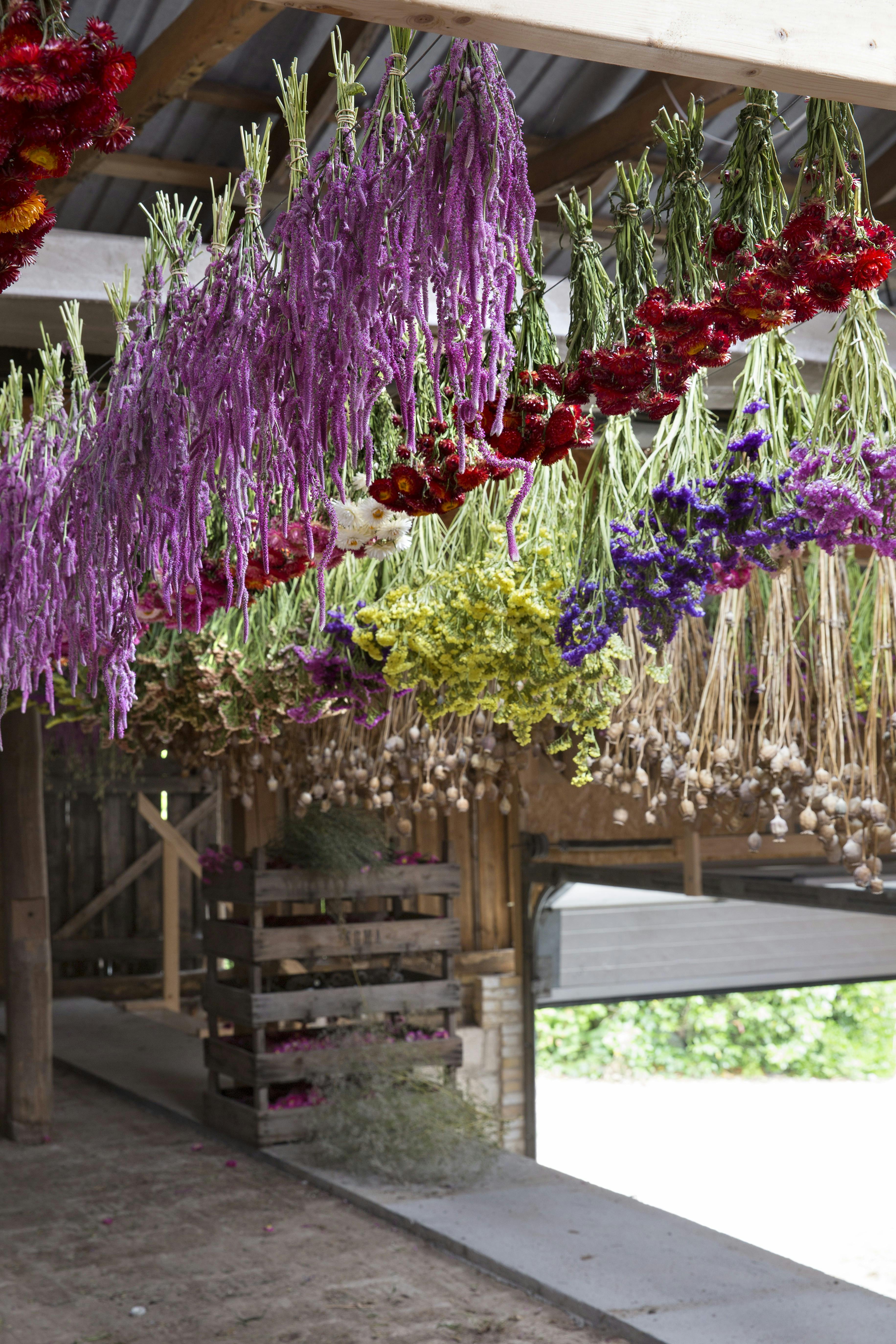 De høstede blomster tørrer Susanne og Henrik i deres store lade, hvor der er perfekt ventilation.