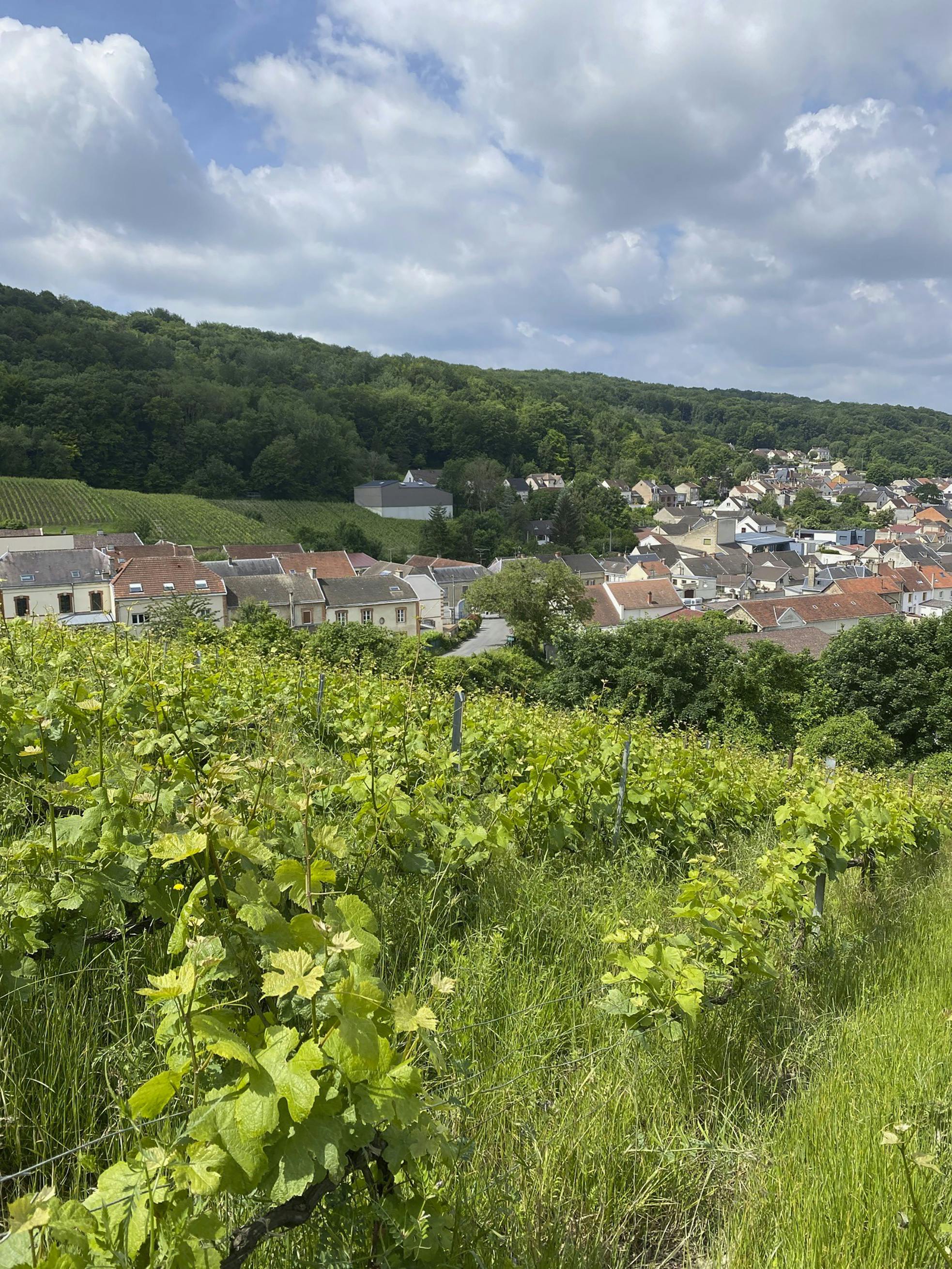 Champagne-regionen