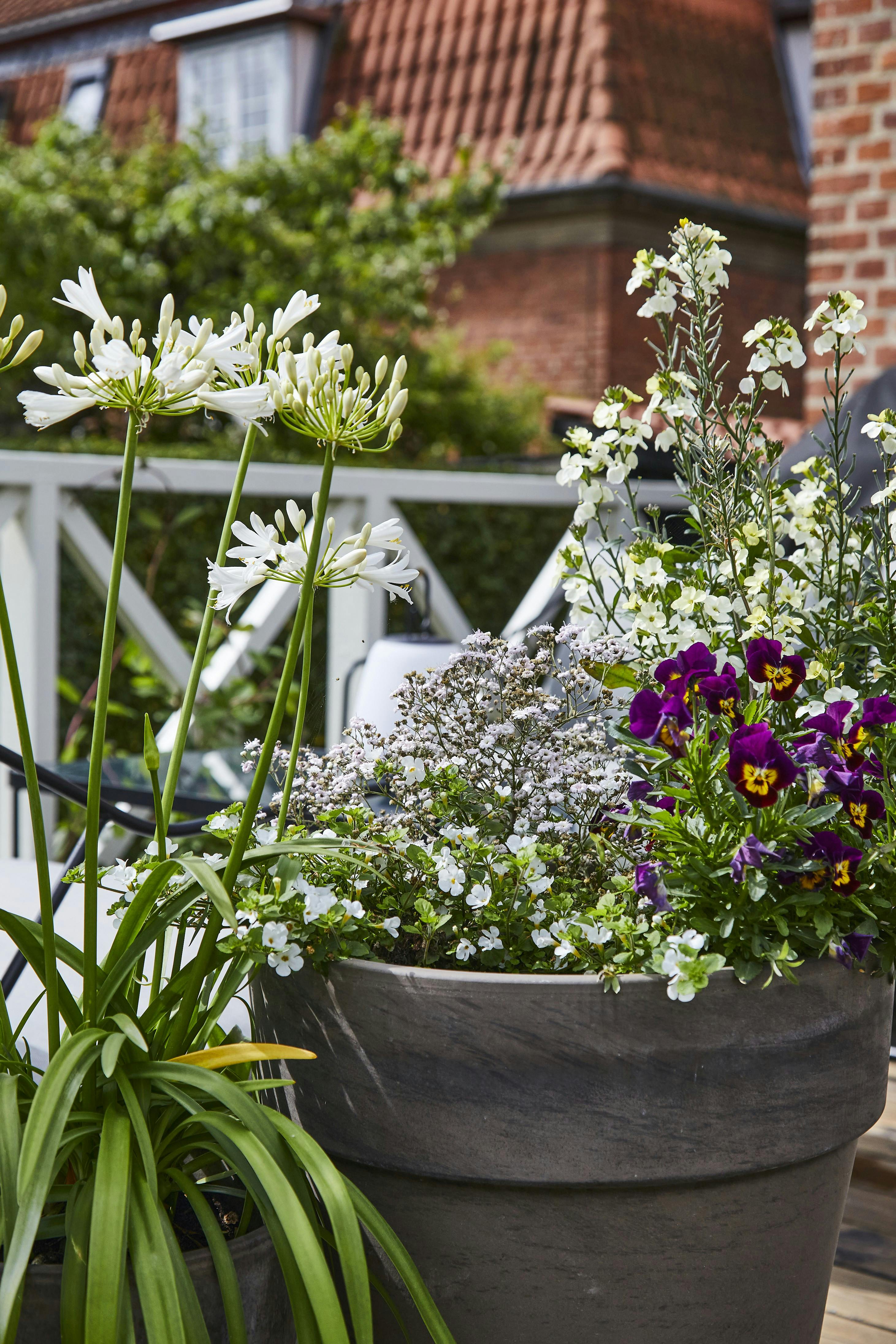 Stauder er nemme, da de trofast blomstrer hvert år og er en daglig glæde sommeren igennem