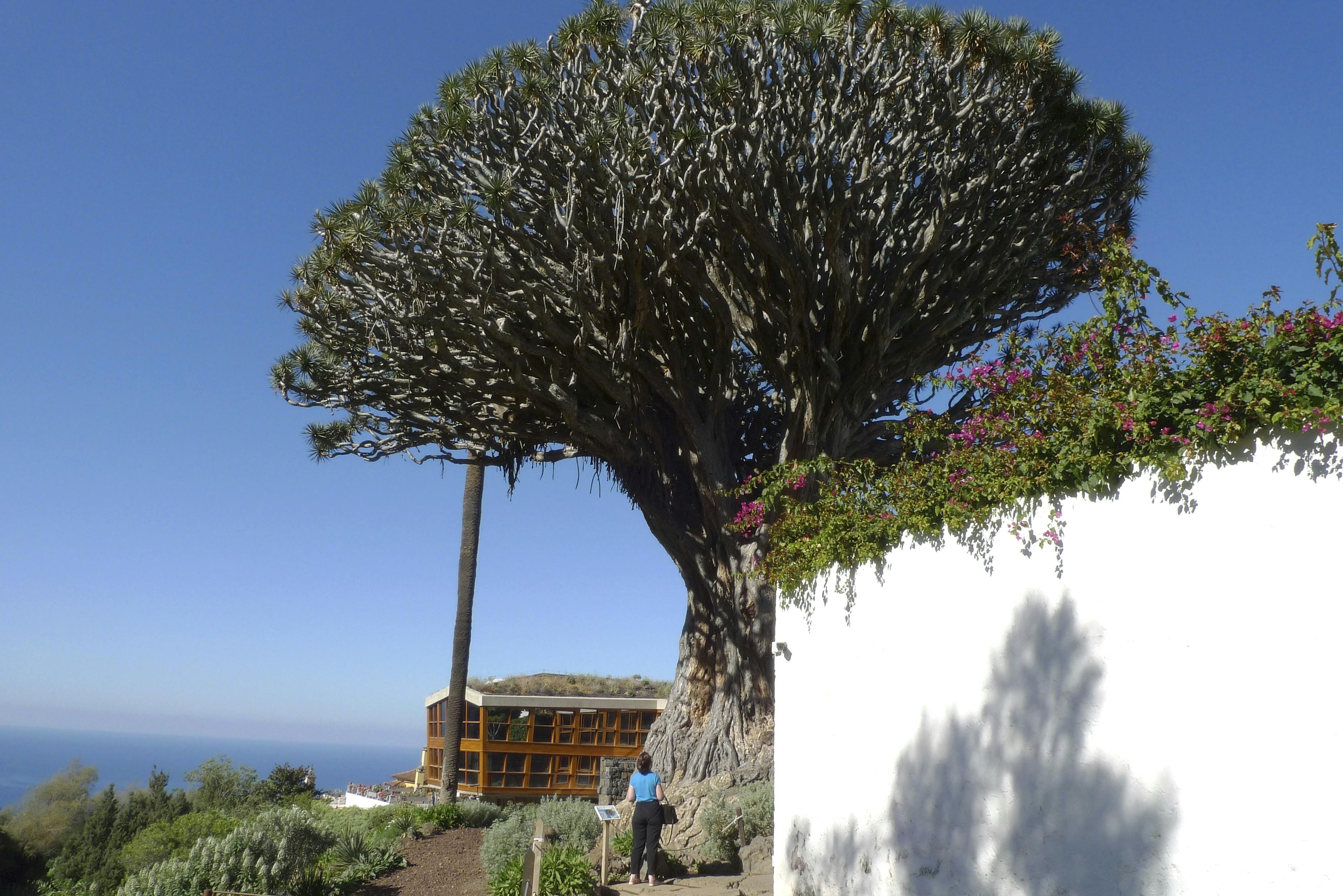 I byen Icod de Vinos vokser et gammelt drageblodstræ i en udendørs botanisk have.