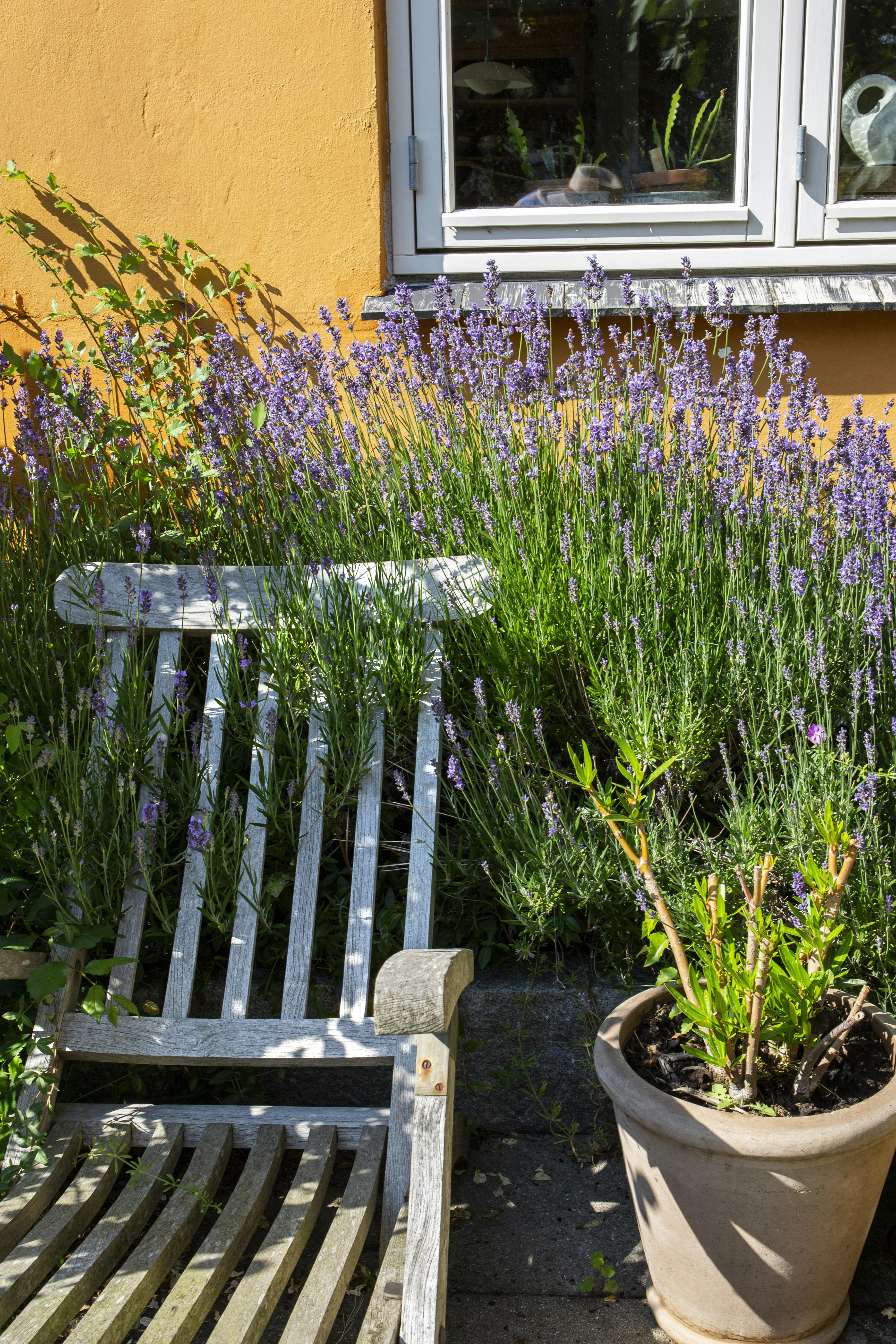 Plant lavendler ved siddepladsen, så kan du rigtig nyde duften af Provence.