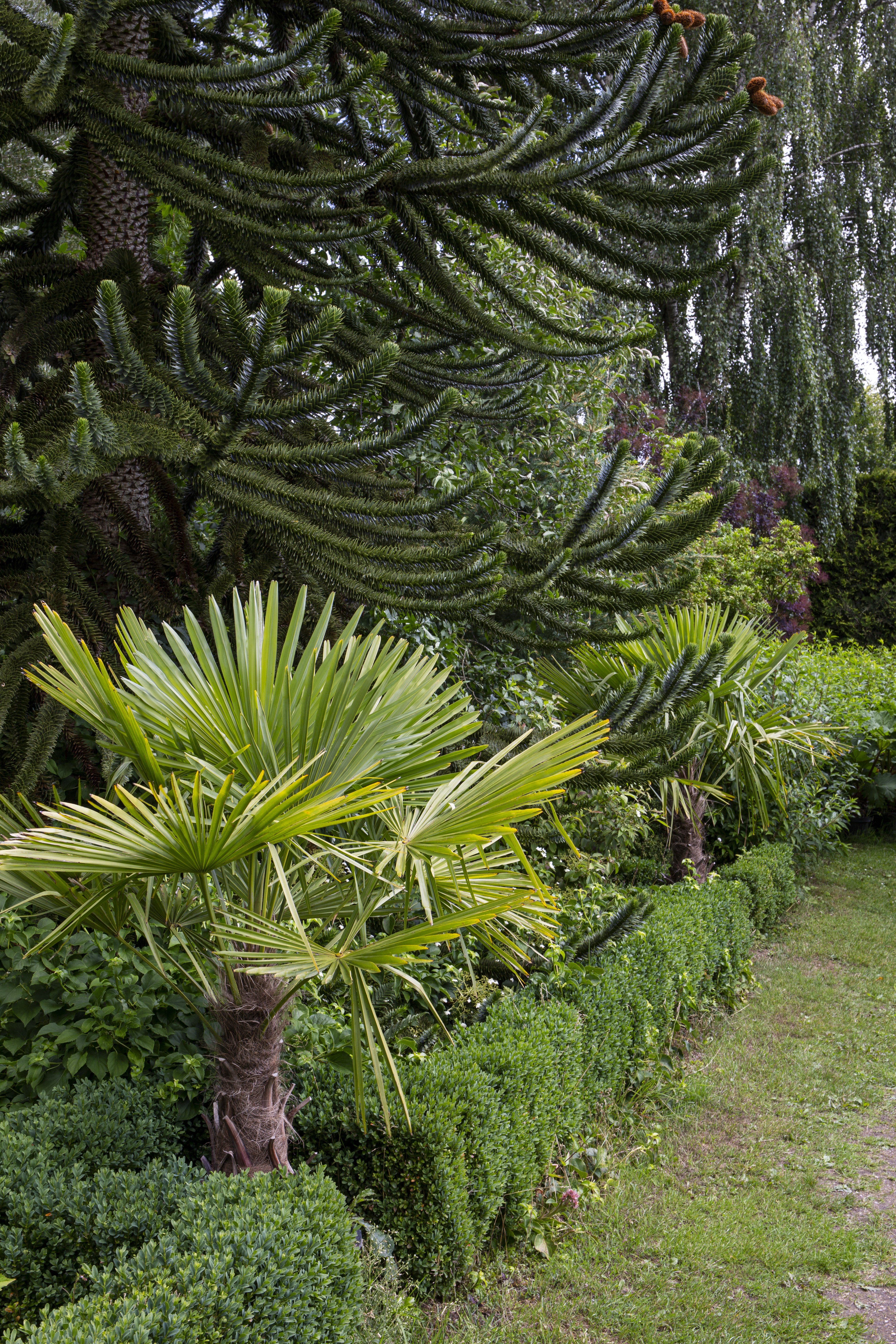 Hørpalme kan tåle ned til mindst 10 graders frost.