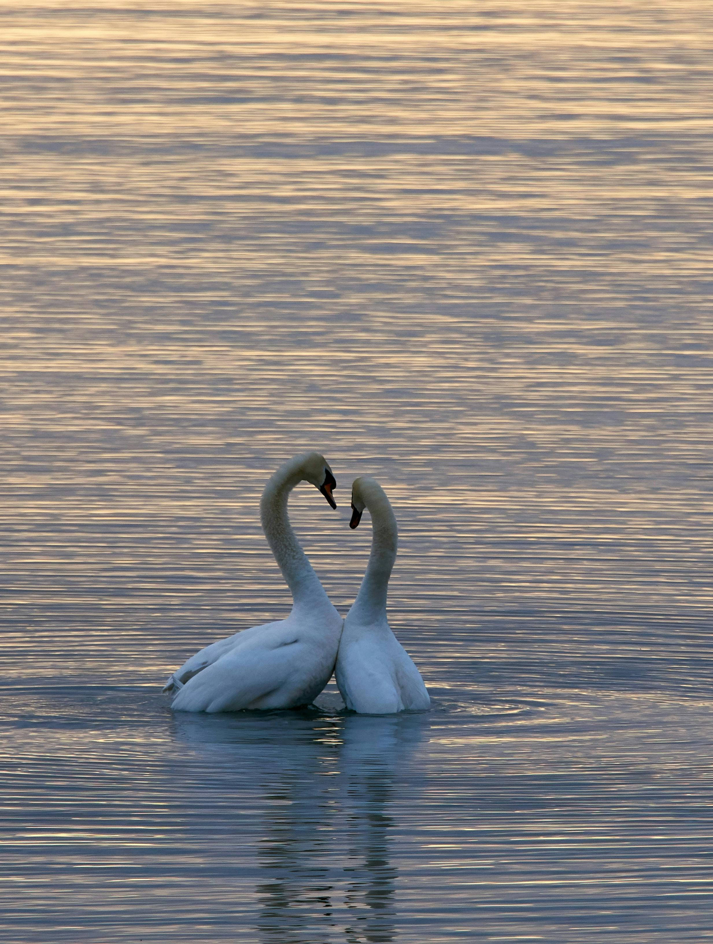 Er du klar til kærlighed denne sommer?