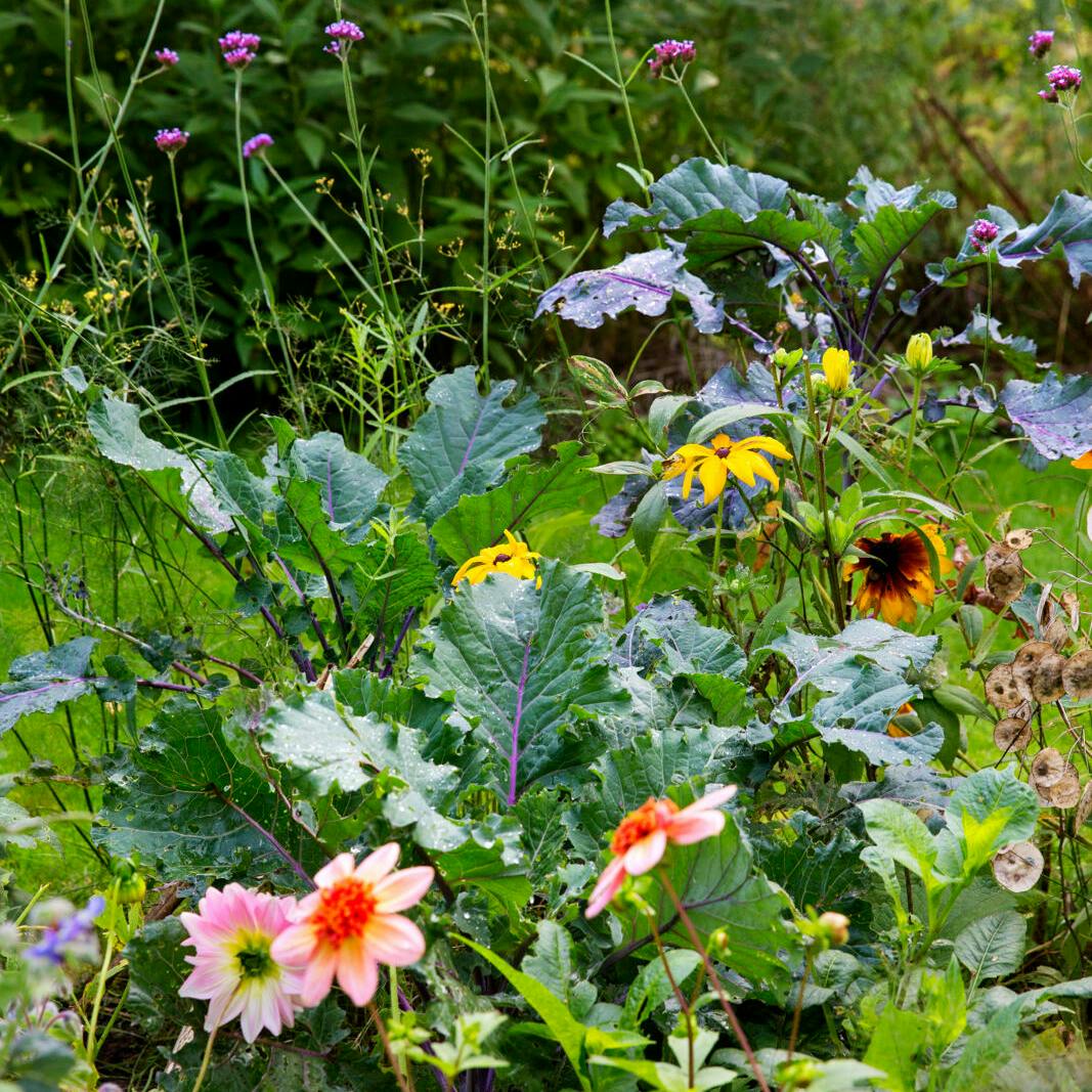 Bladkål er flotte som en del af havens blomsterbede.