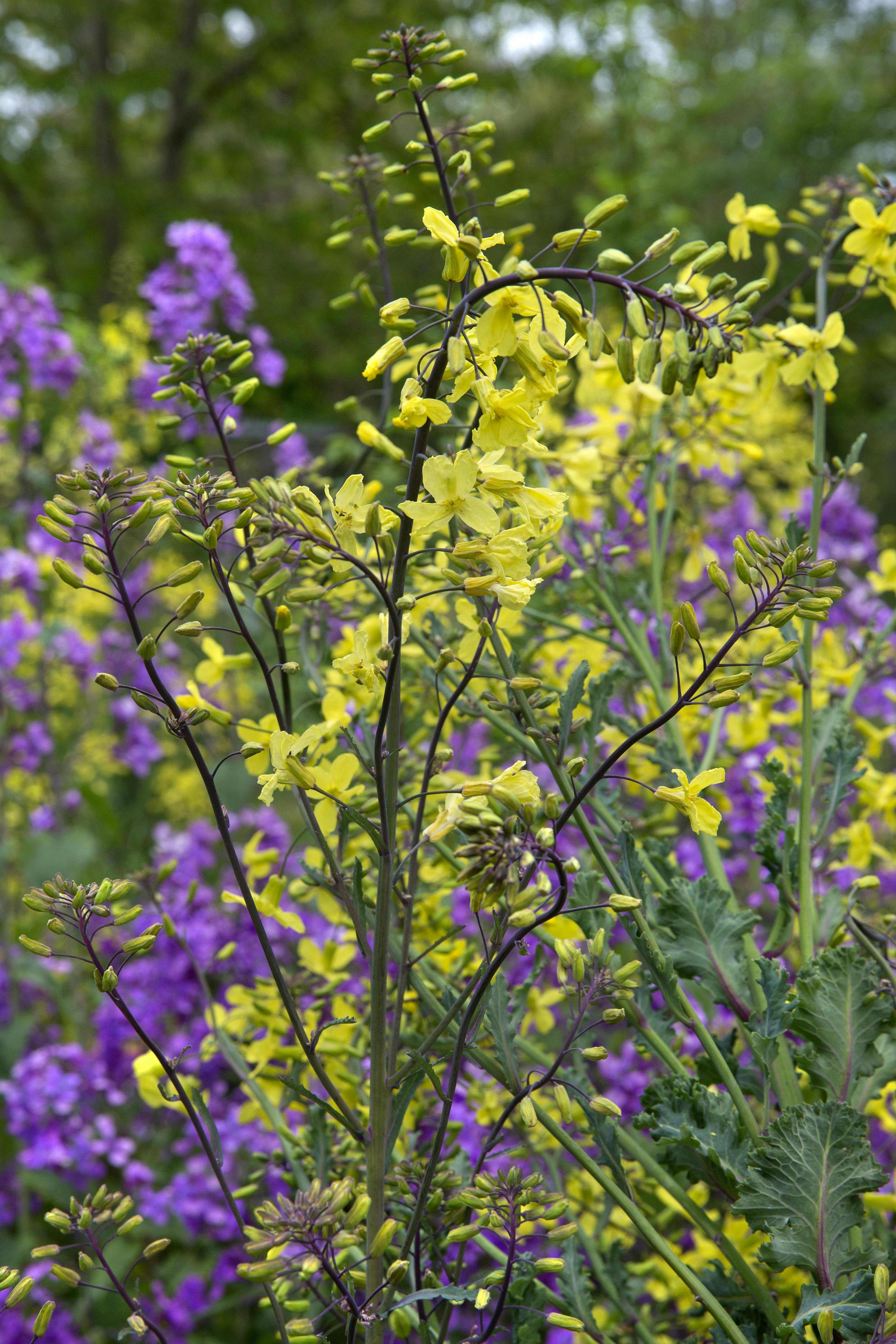 Palmekålens gule blomster er spiselige.
