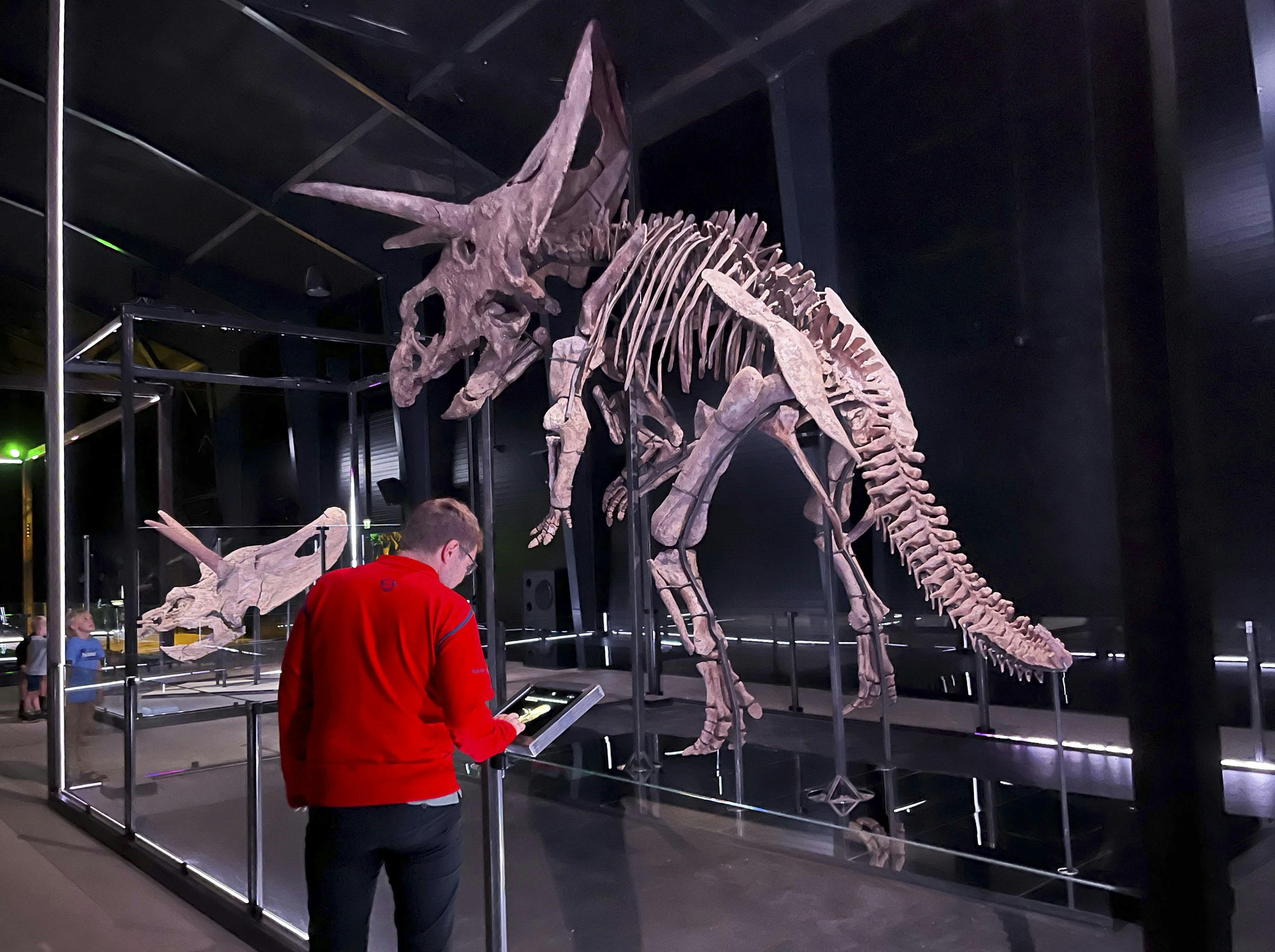 Evolutionsmuseet i Knuthenborg Safaripark udstiller bl.a. en Torosaurus med det ægte kranie ved siden af – Det er for tungt for skelettet.