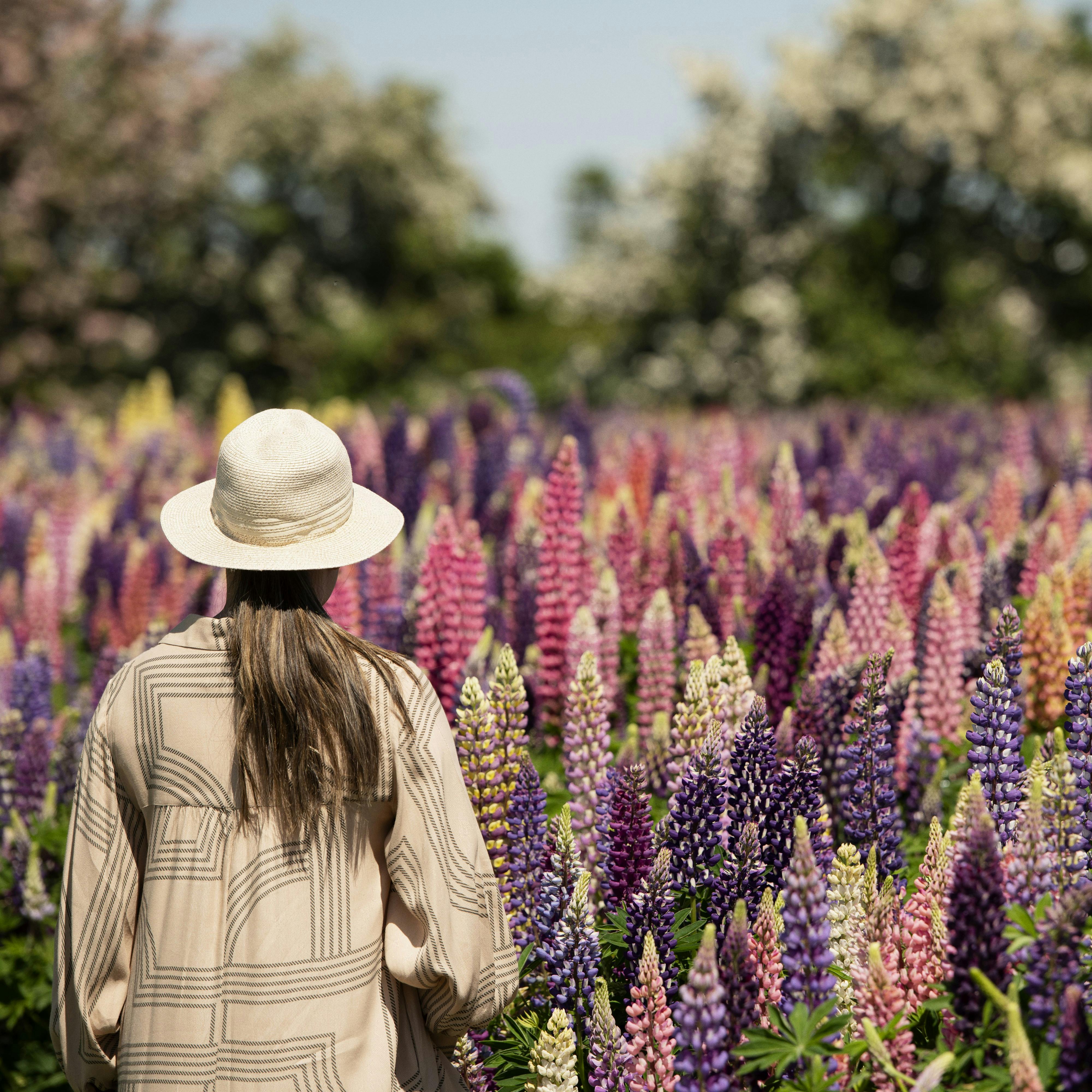 I sæsonen kan opleves marker med blomstrende lupiner i Sydlolland.