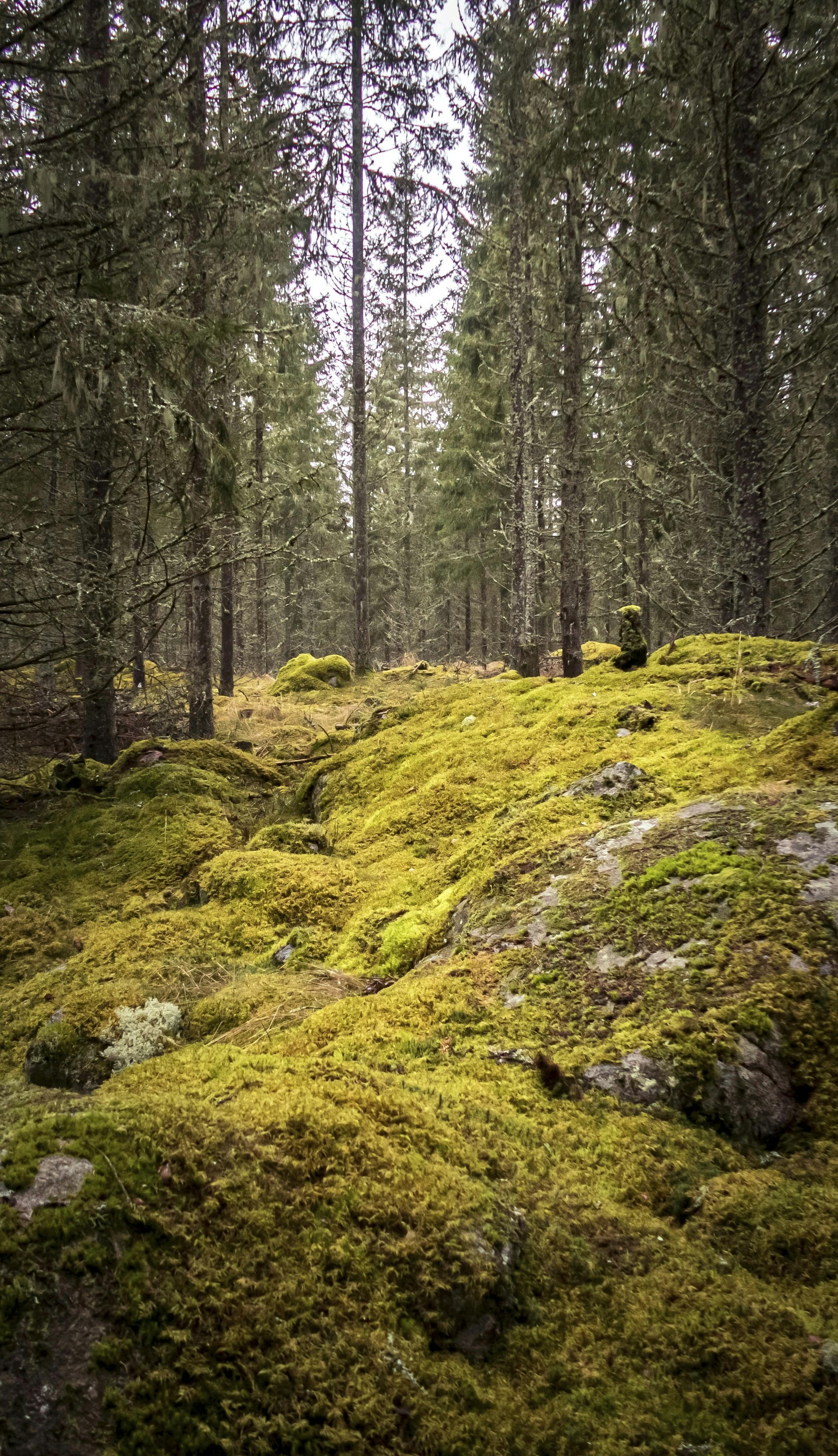 De smukke svenske skove giver plads til fantasi.​