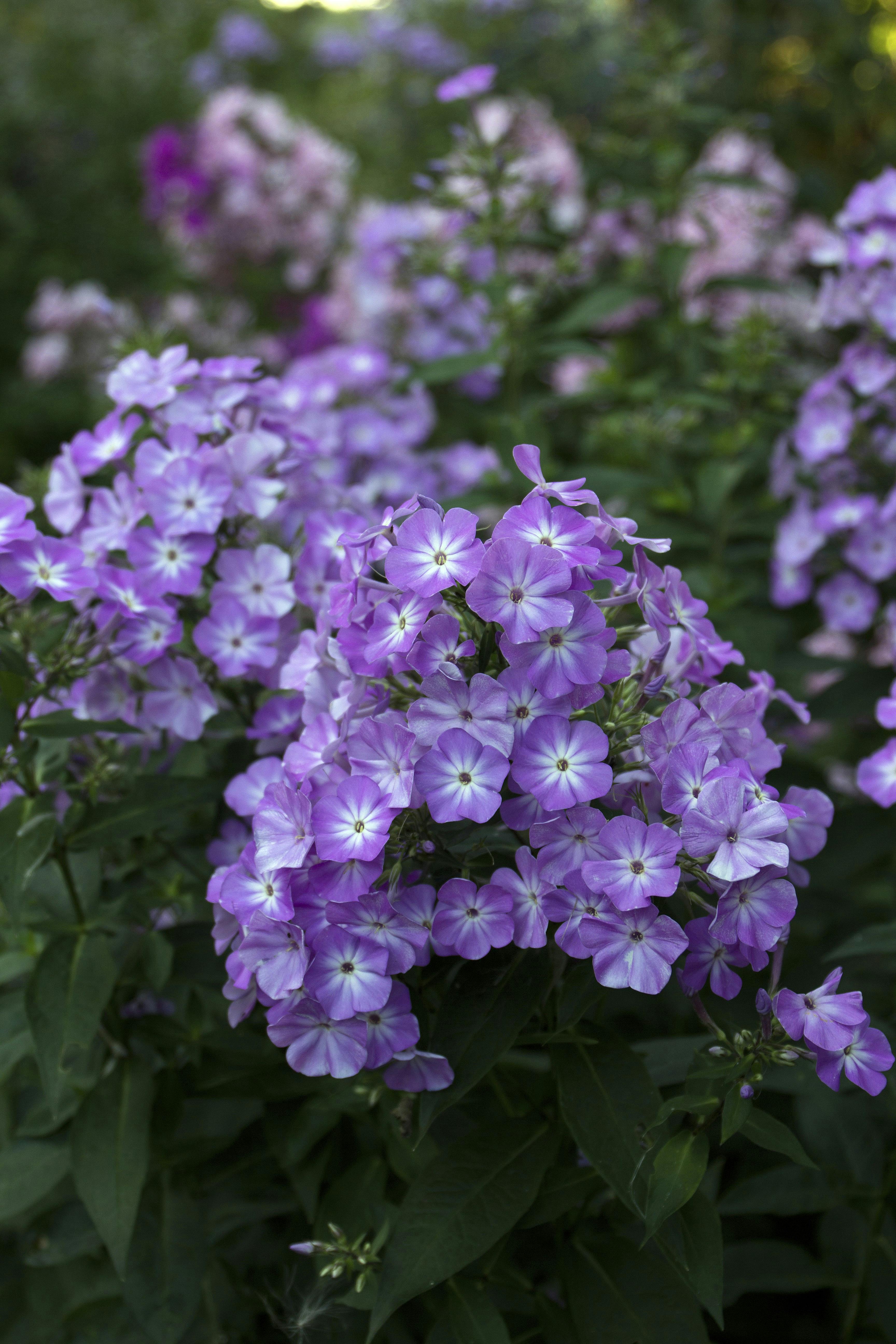 MODERNE STAUDEBEDELilla floks 'Kathrine'