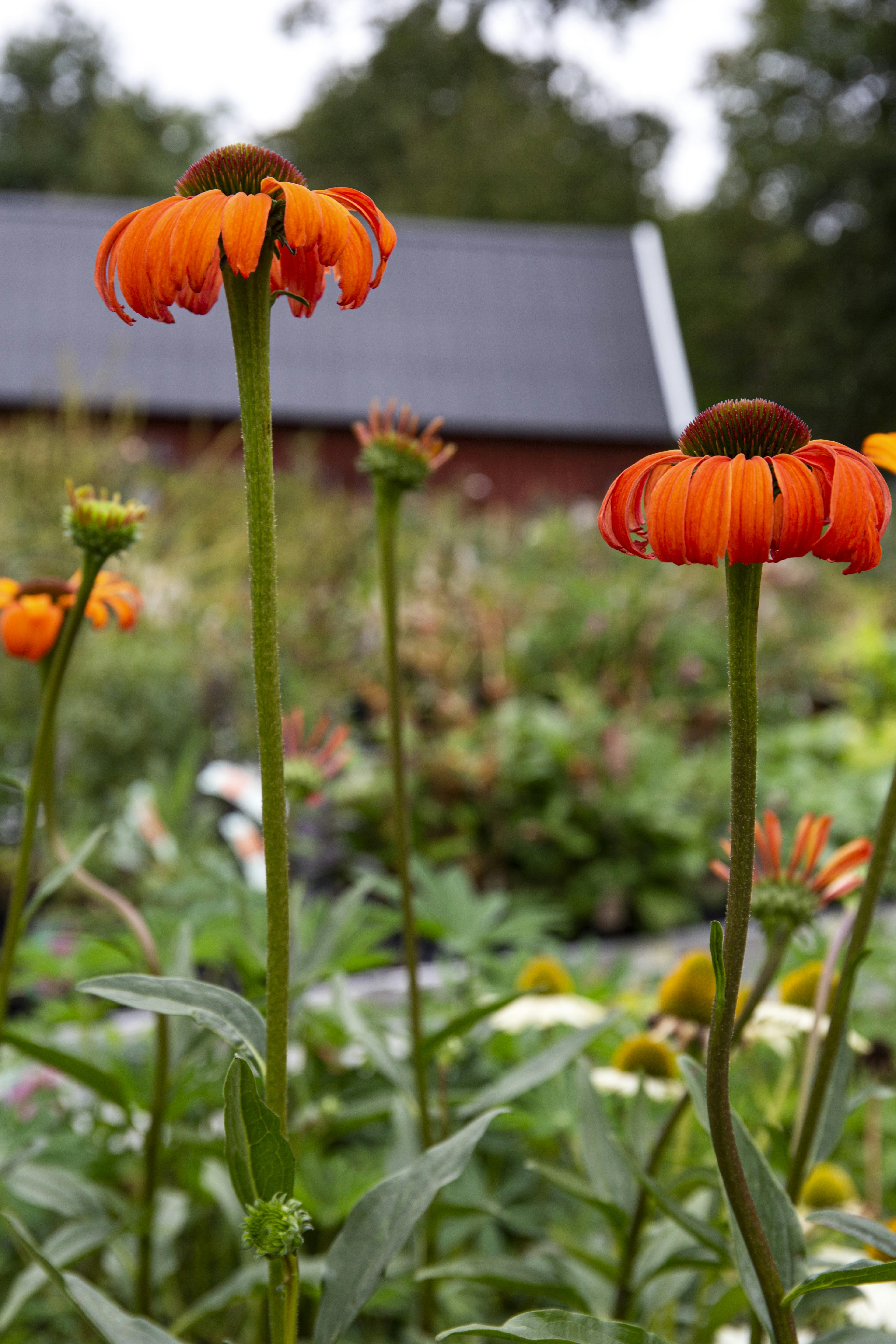 MODERNE STAUDEBEDEOrange purpursolhat