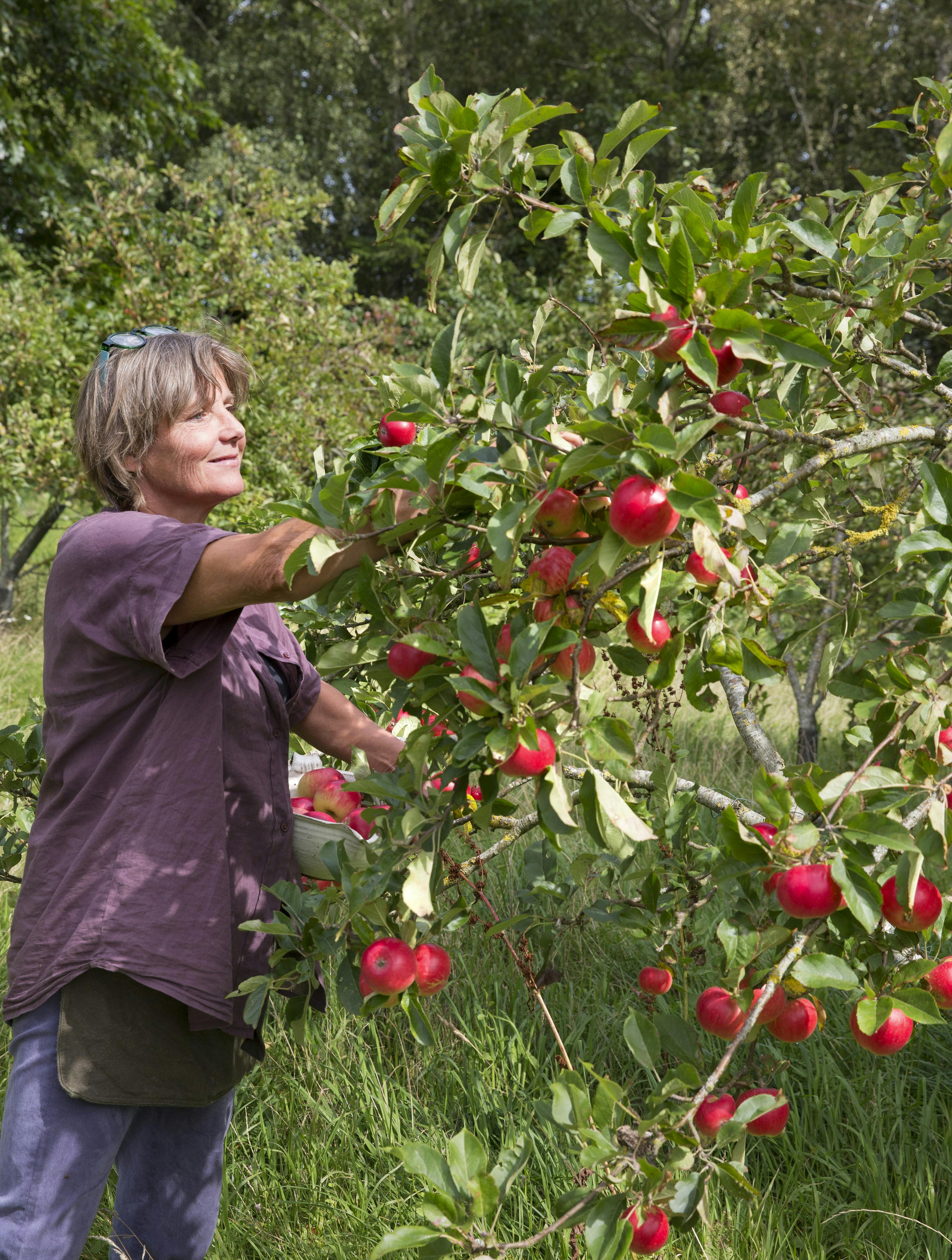 I august er det tid til at høste de første sommeræbler.