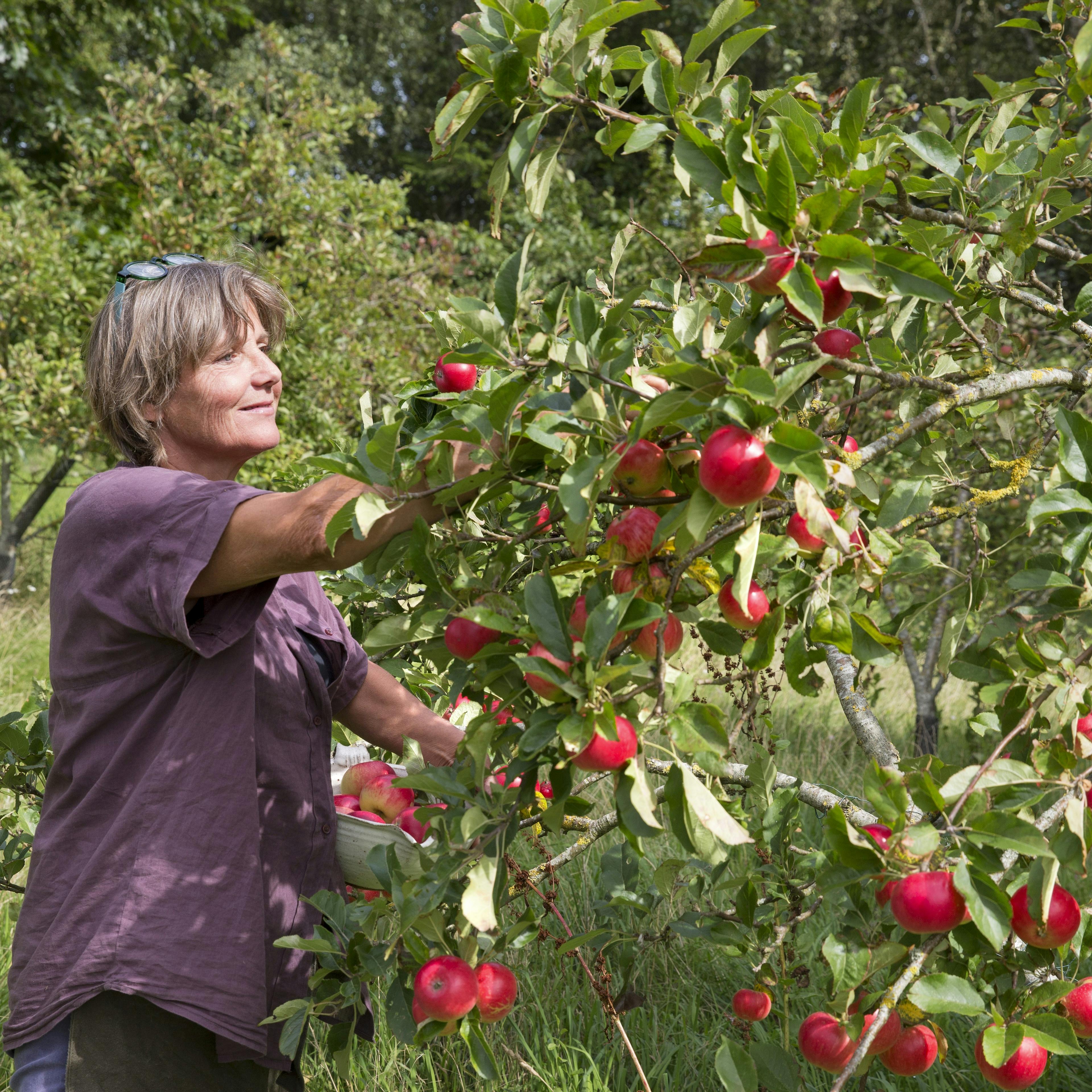 I august er det tid til at høste de første sommeræbler.