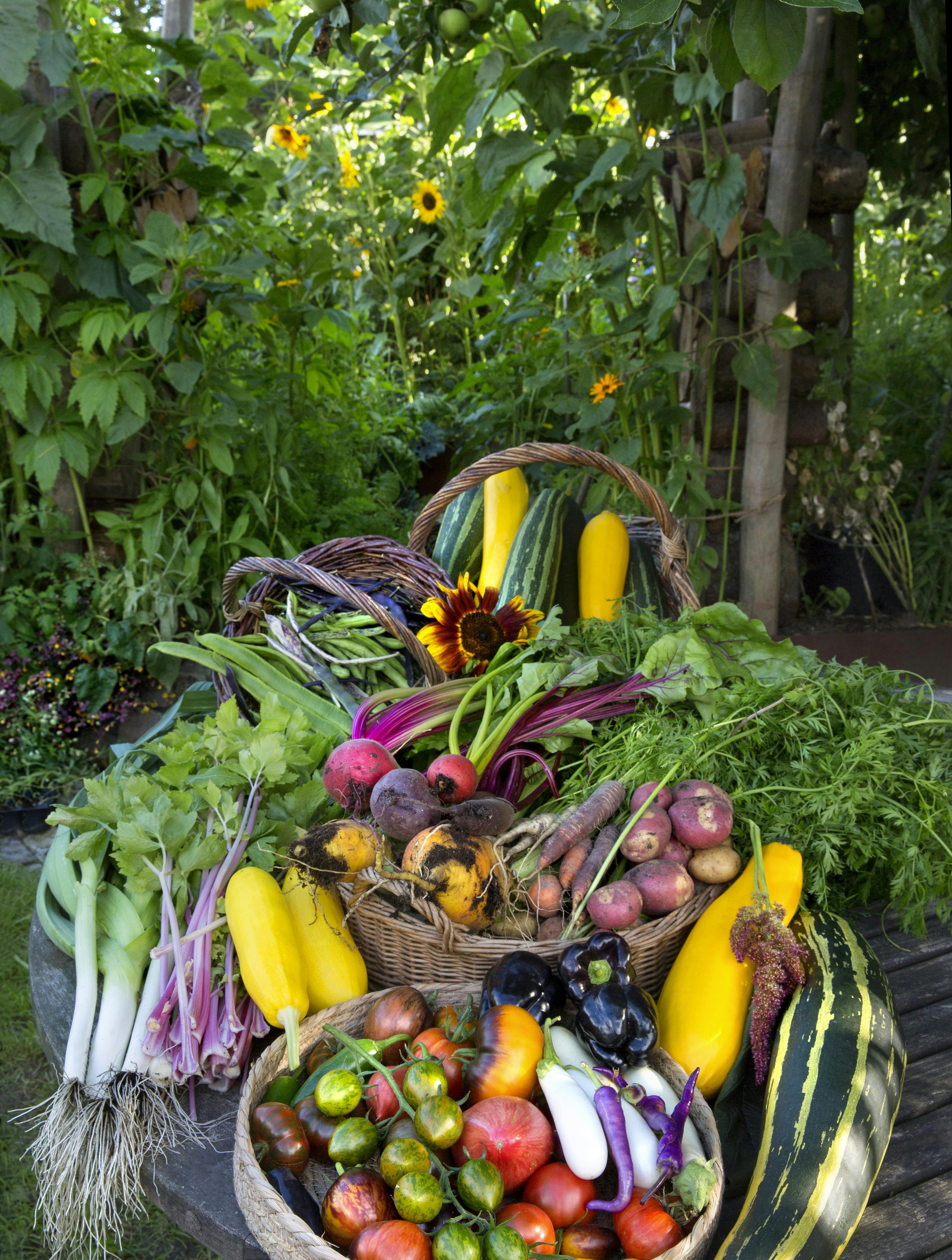 Så overdådig en høst kan man få fra selv en lille køkkenhave, hvor afgrøderne står tæt for at udnytte pladsen bedst.