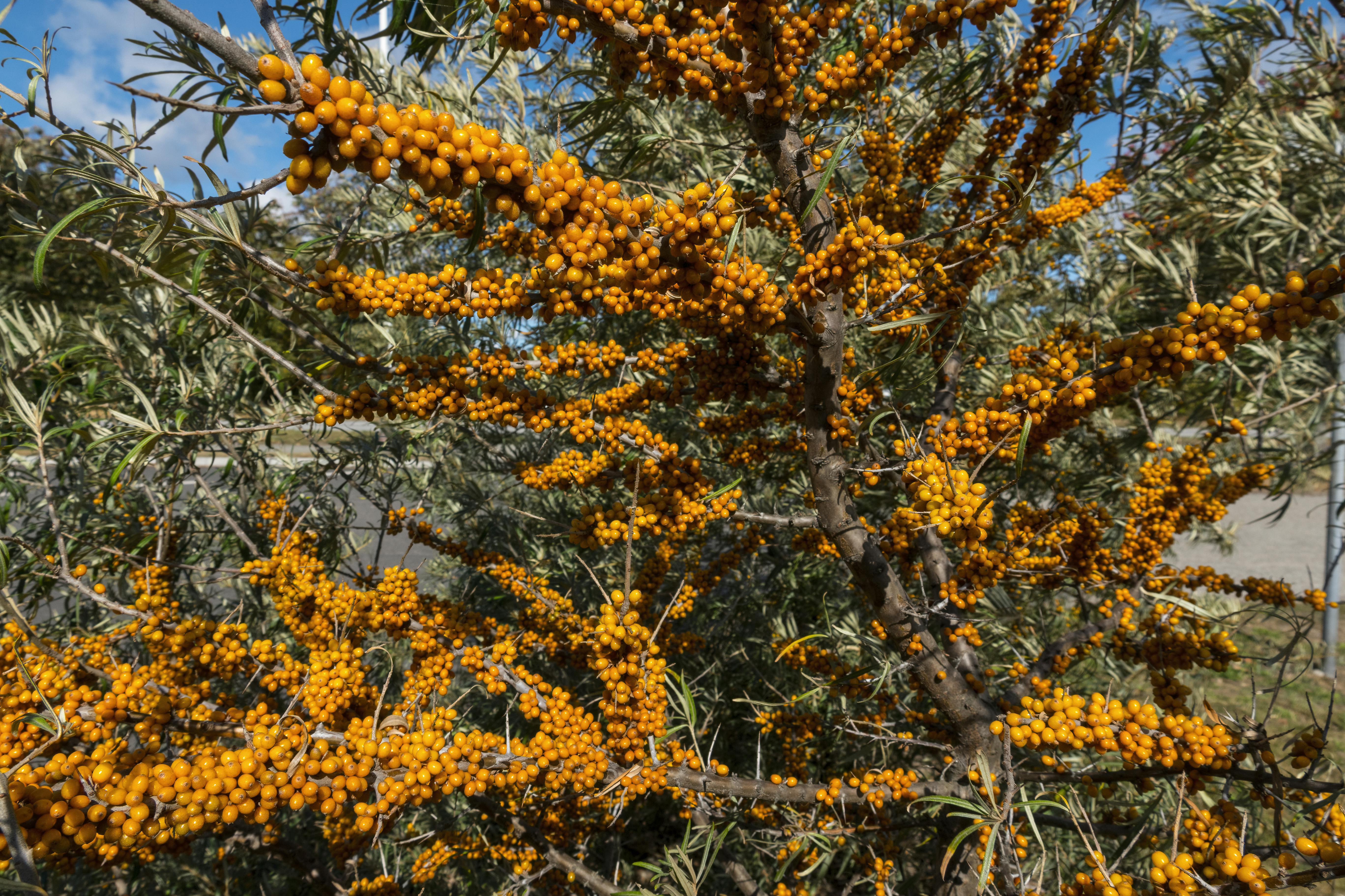 Havtorn med bær, Sea Buckthorn